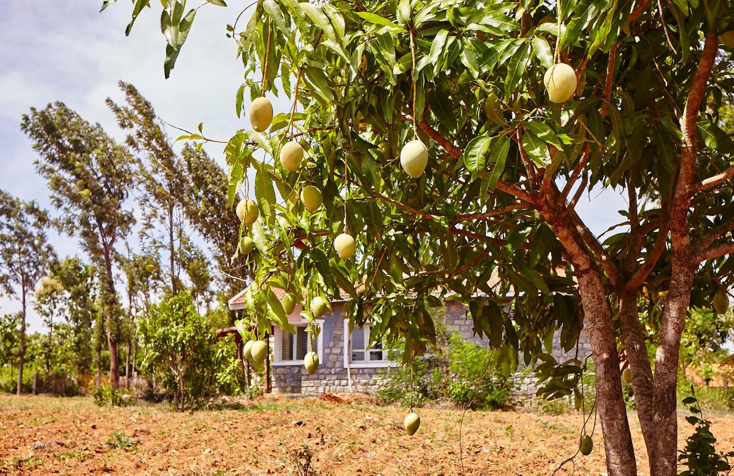Natural landscape in Holiday Valley Hotels And Resorts