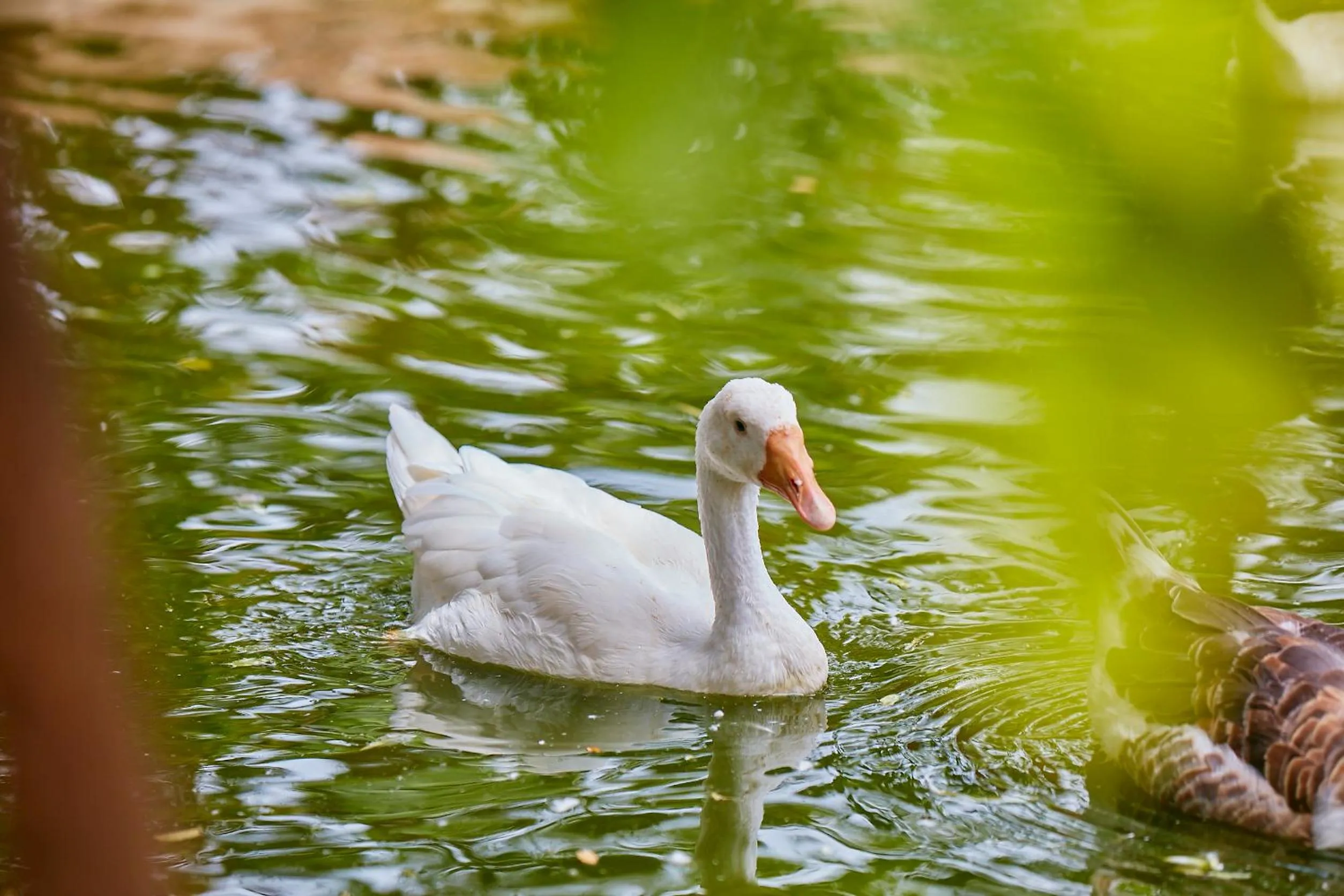 Animals in Holiday Valley Hotels And Resorts