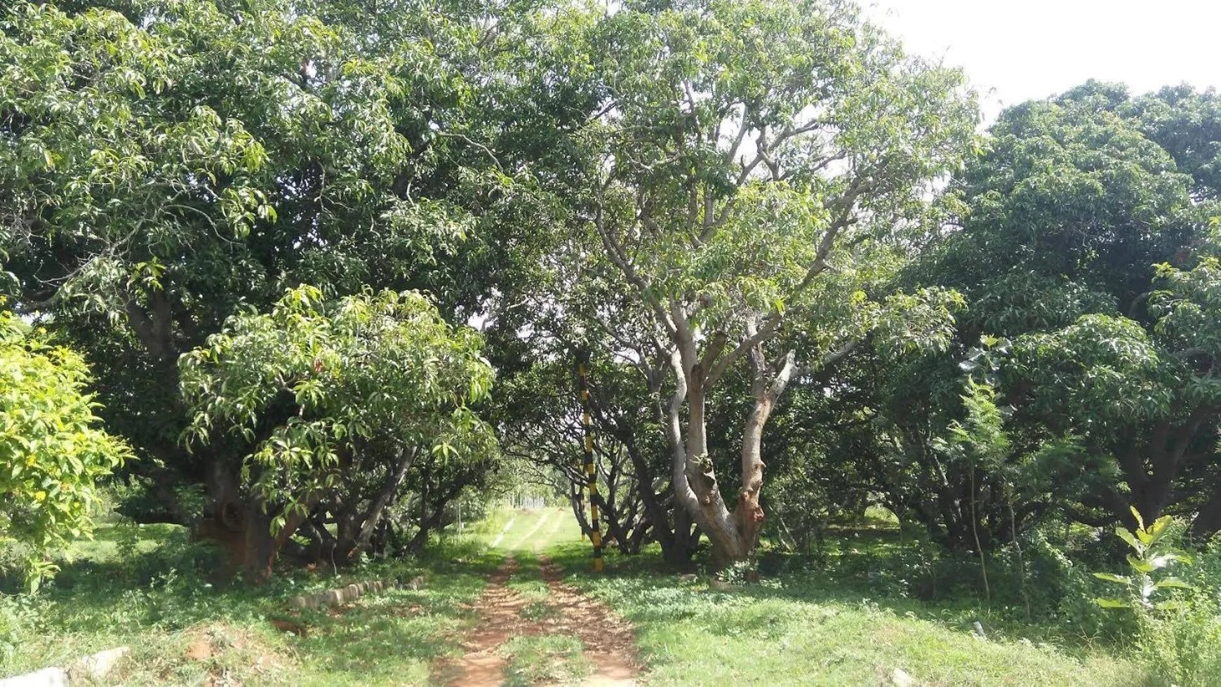 Natural landscape in Holiday Valley Hotels And Resorts