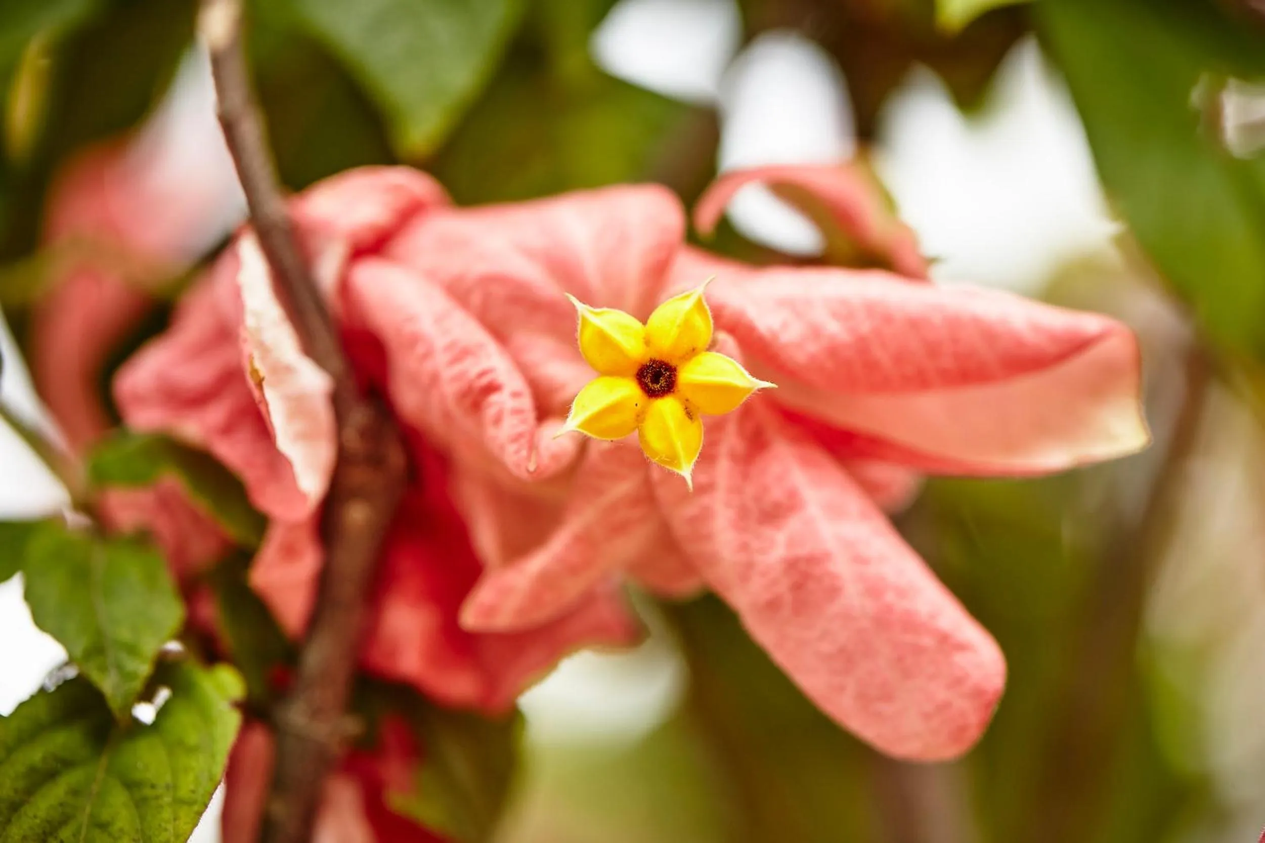 Garden view in Holiday Valley Hotels And Resorts