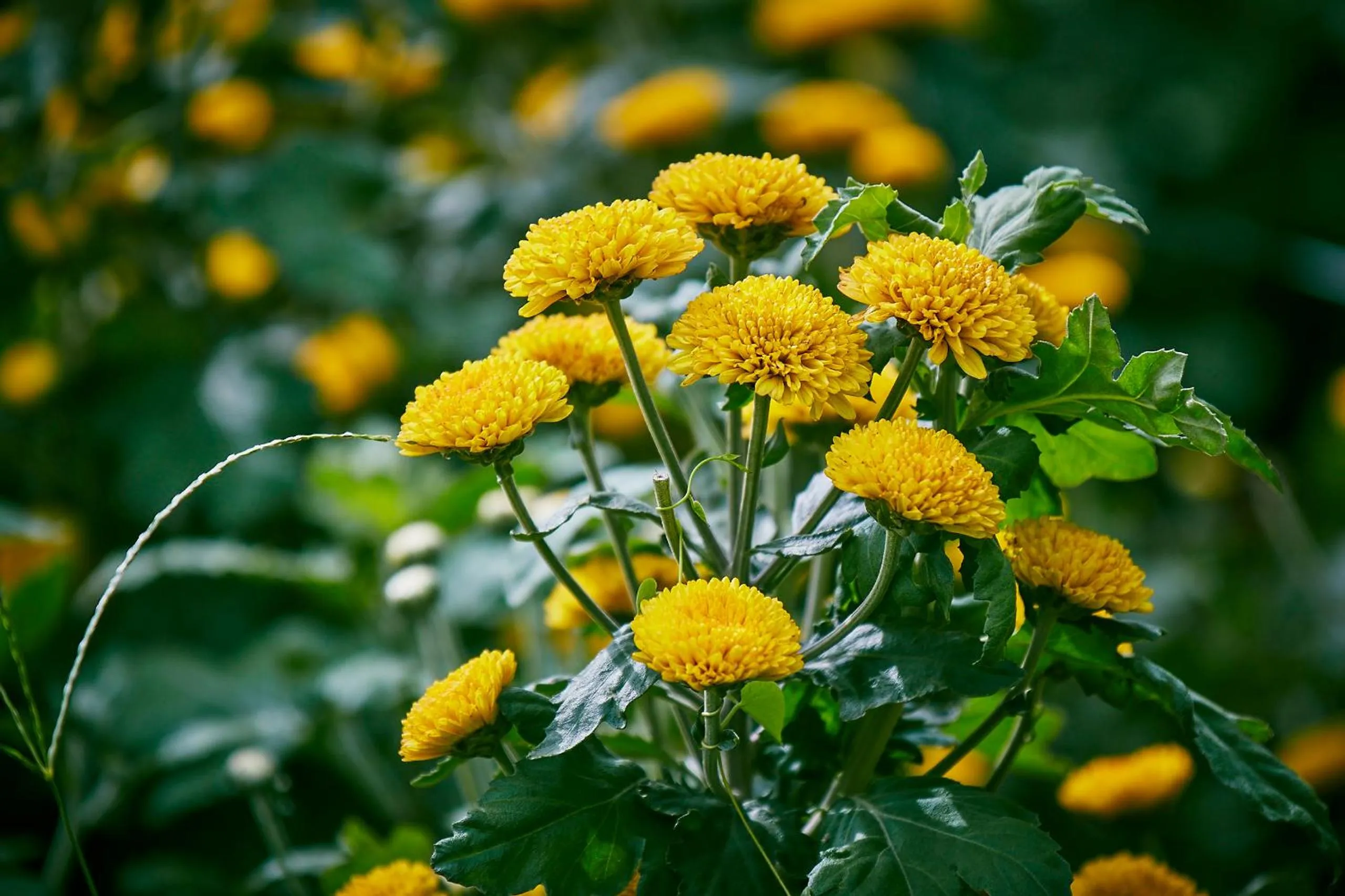 Holiday Valley Hotels And Resorts