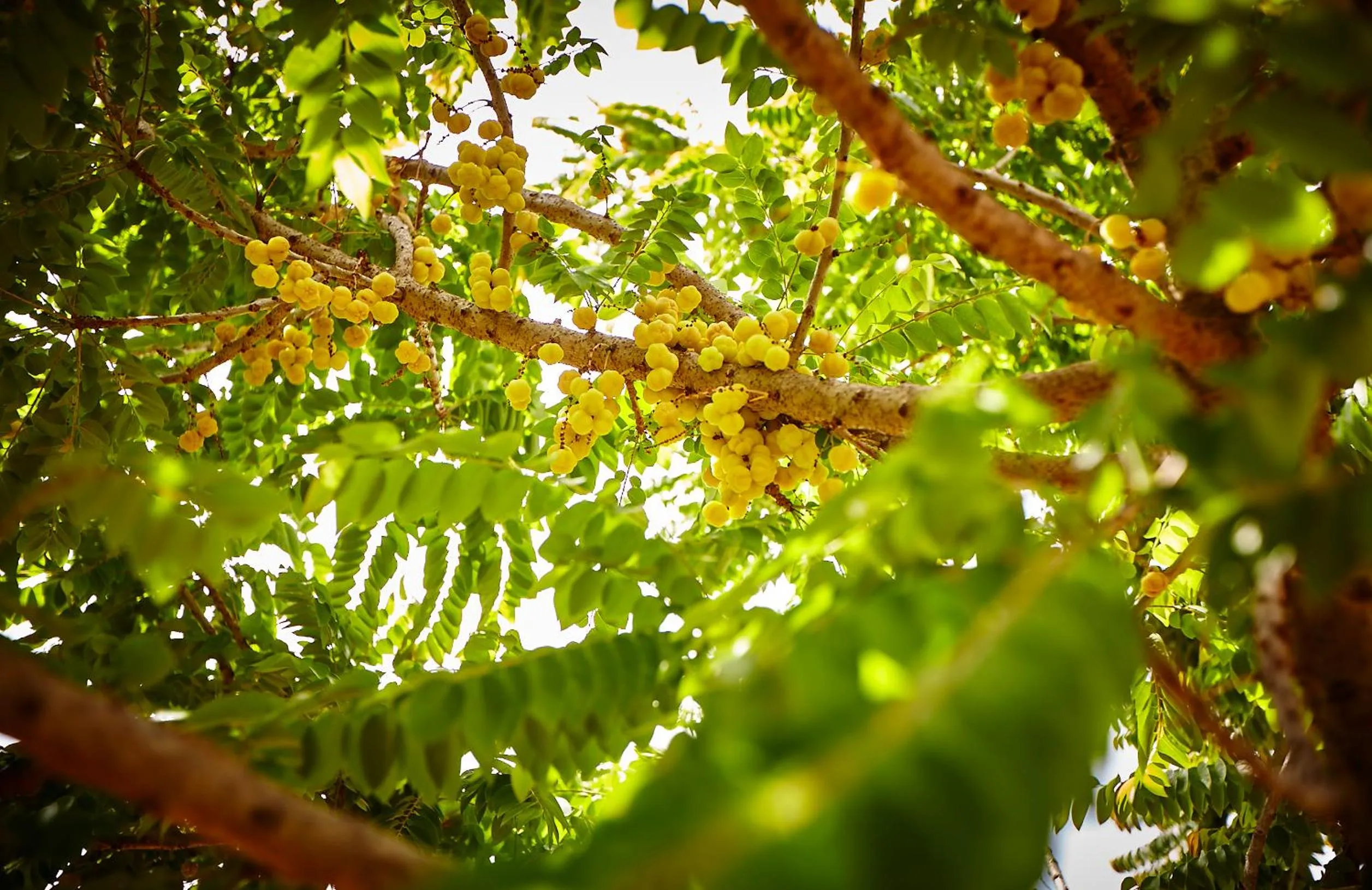 Natural landscape in Holiday Valley Hotels And Resorts