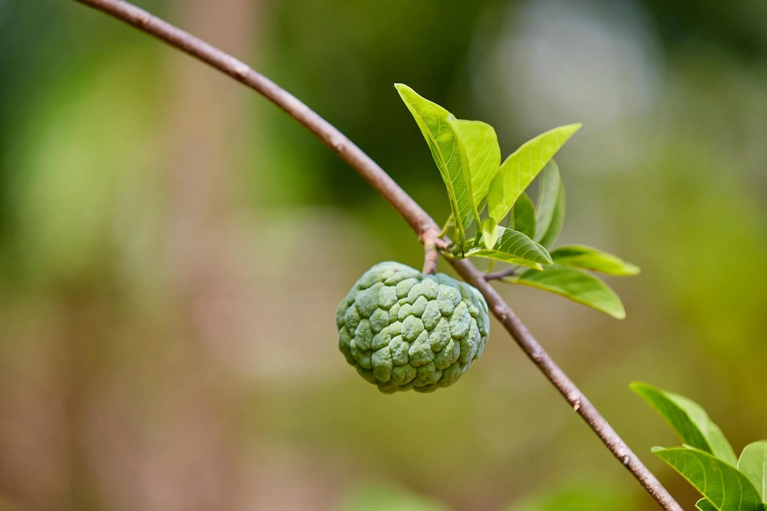 Garden in Holiday Valley Hotels And Resorts