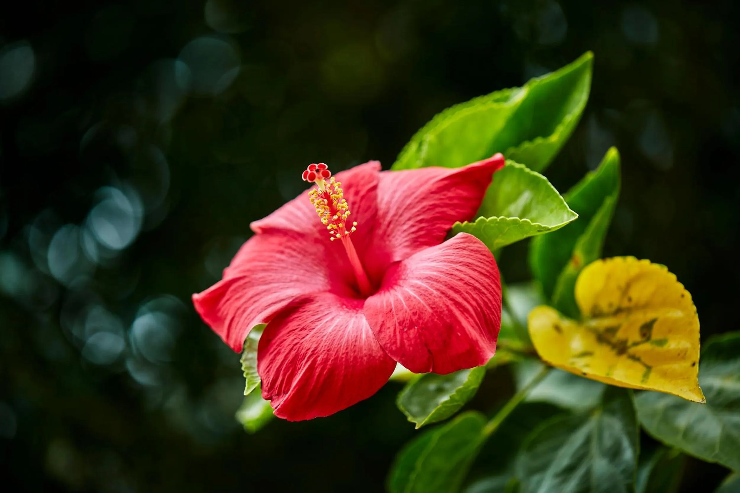 Holiday Valley Hotels And Resorts