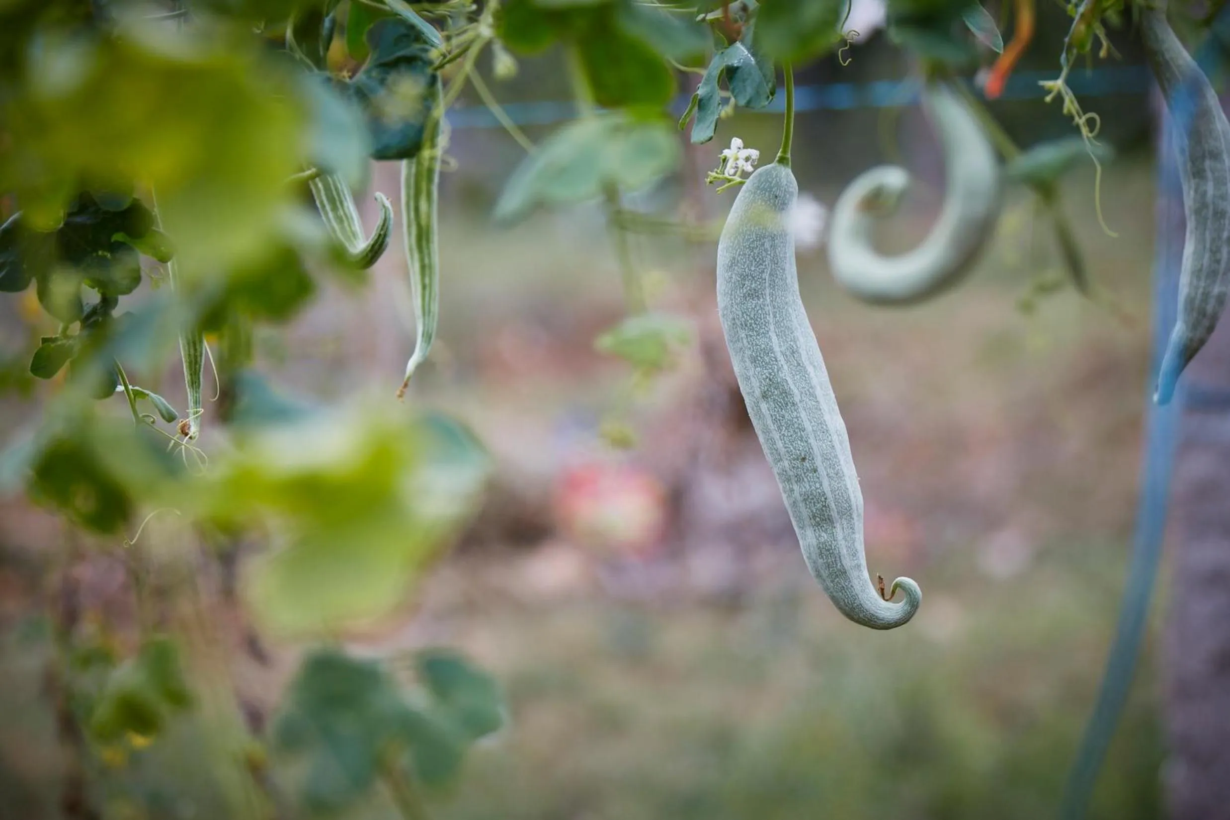 Holiday Valley Hotels And Resorts