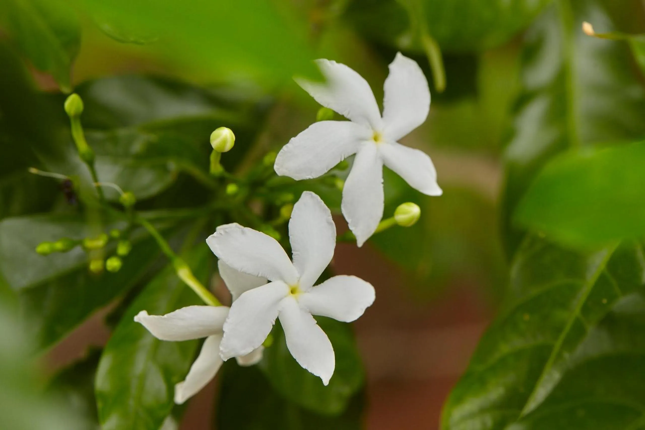 Garden in Holiday Valley Hotels And Resorts