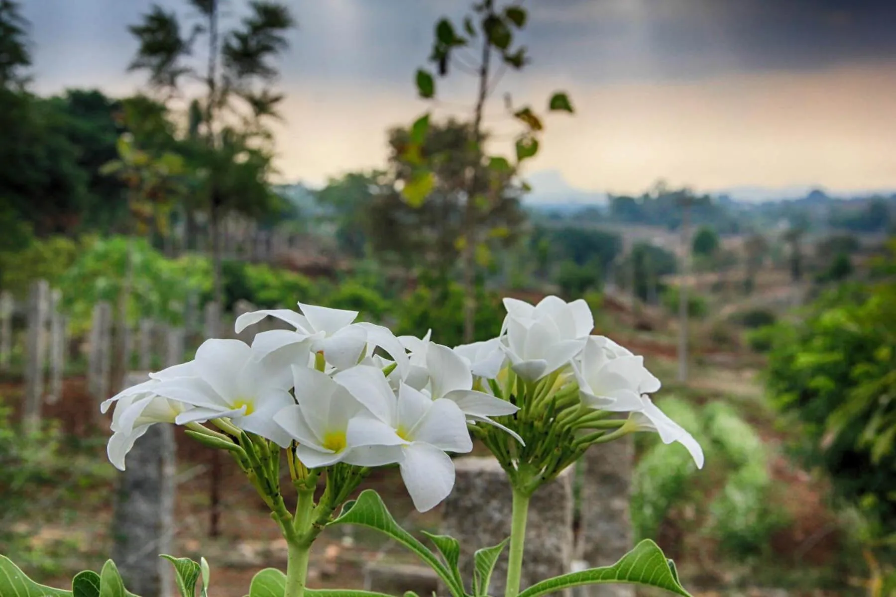 Natural landscape in Holiday Valley Hotels And Resorts