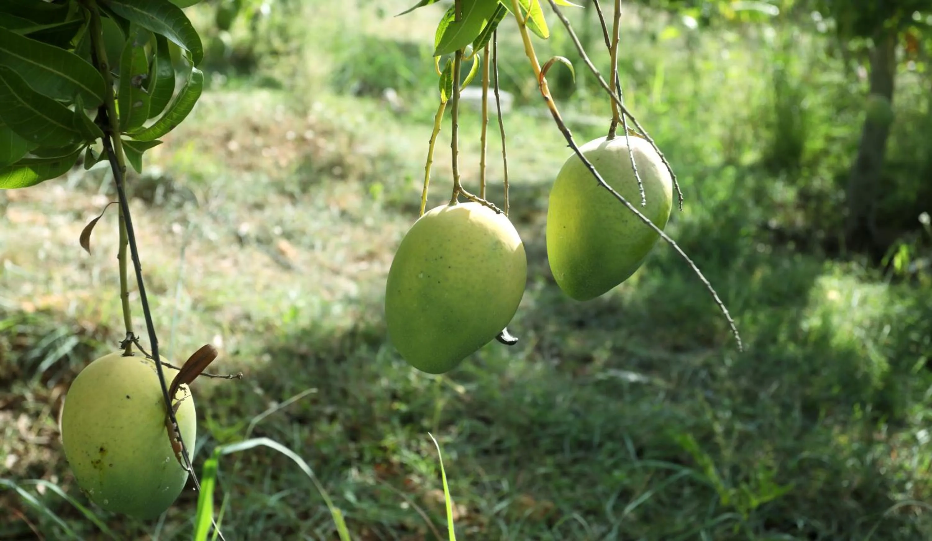 Natural landscape in Holiday Valley Hotels And Resorts