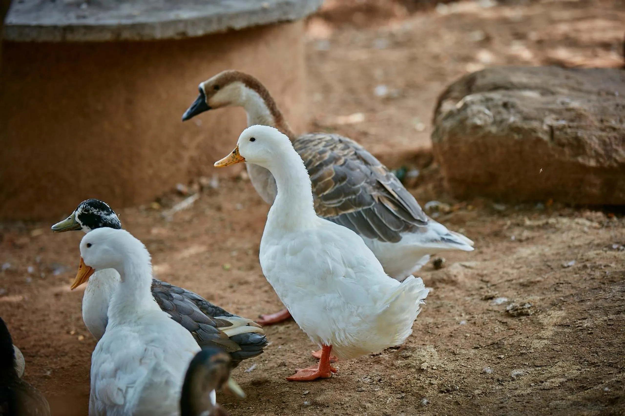 Animals in Holiday Valley Hotels And Resorts