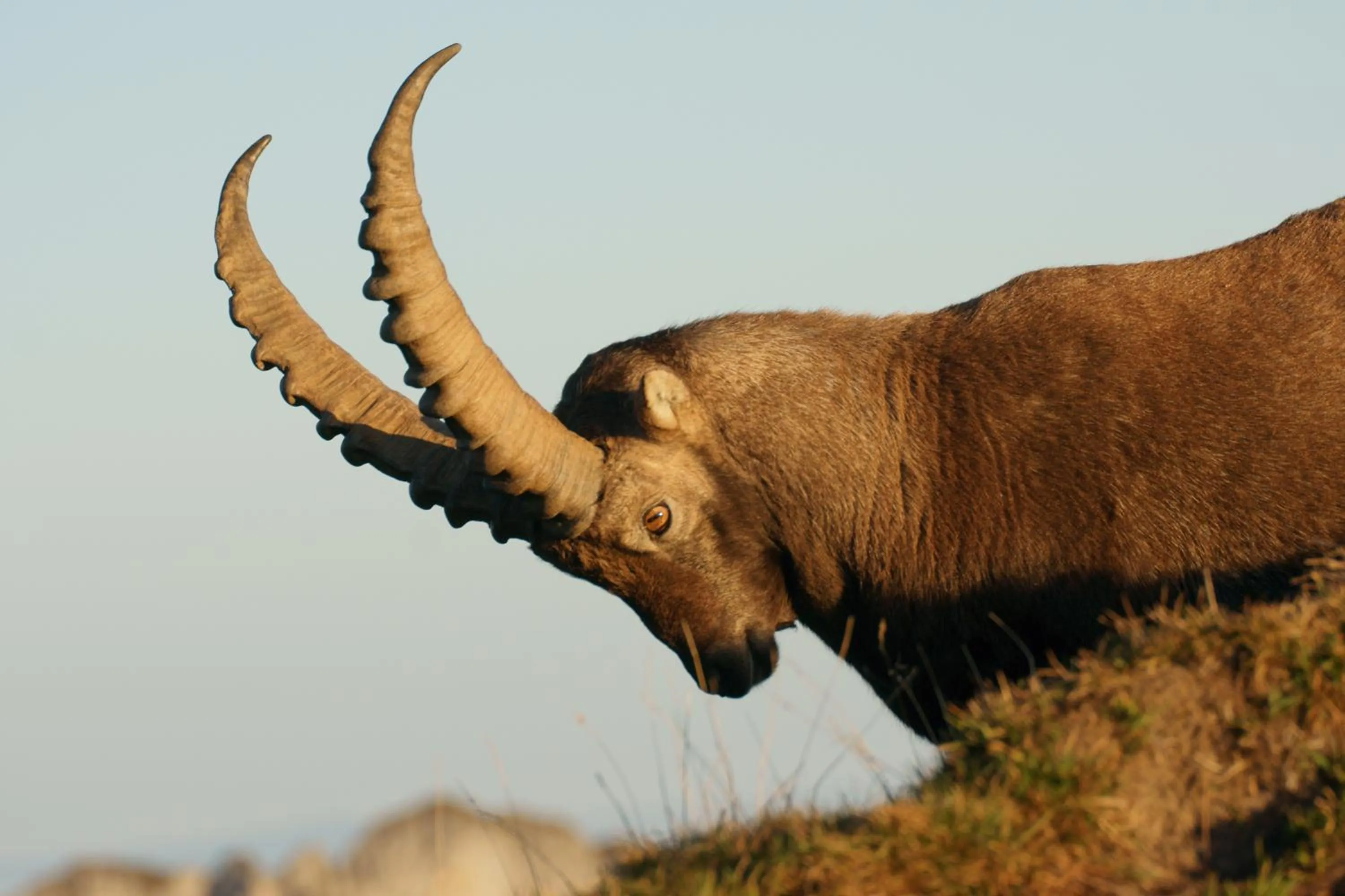 Animals in Hotel Zeit & Traum Privat SPA