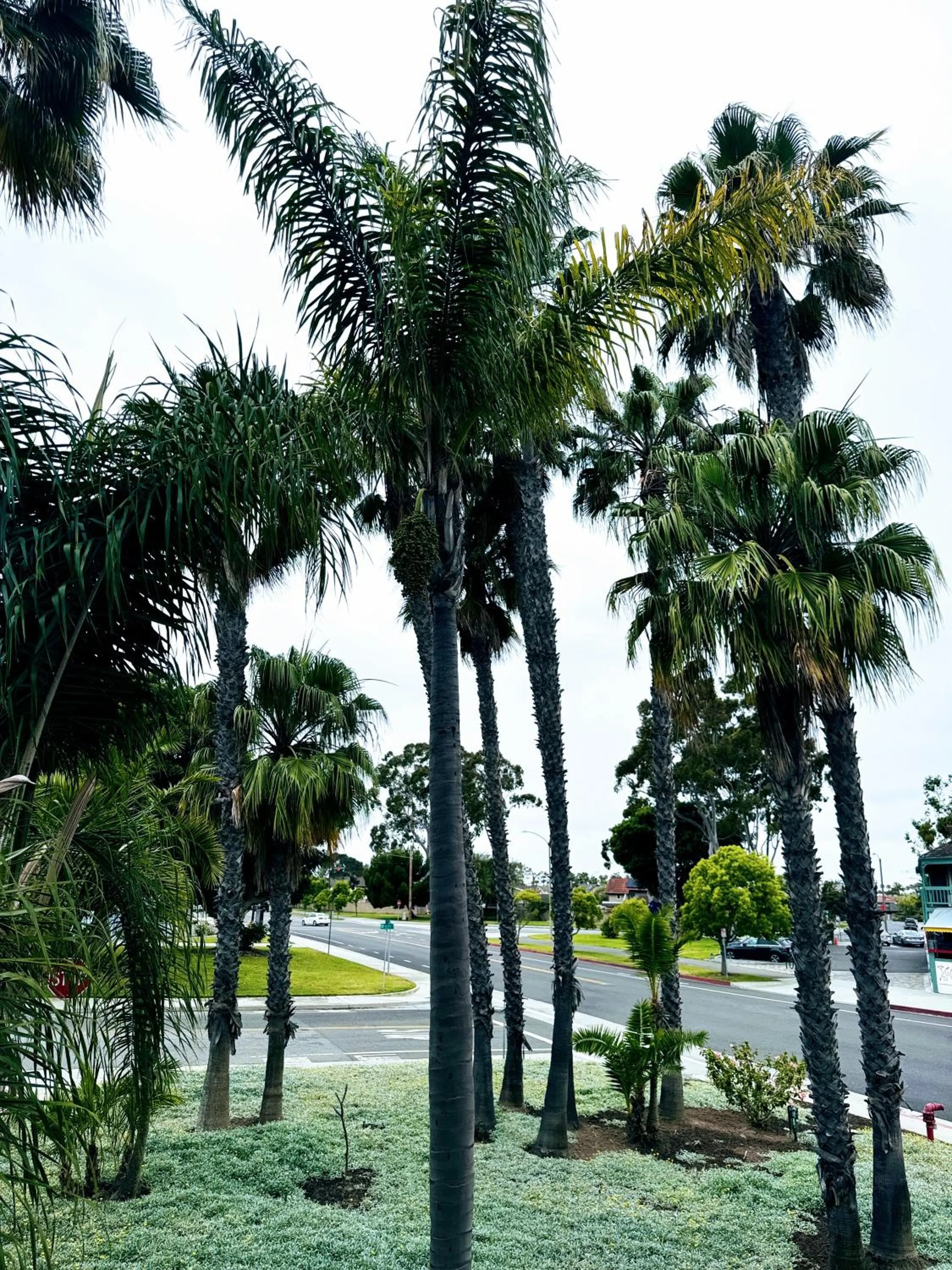 Garden view in The Pacific Inn