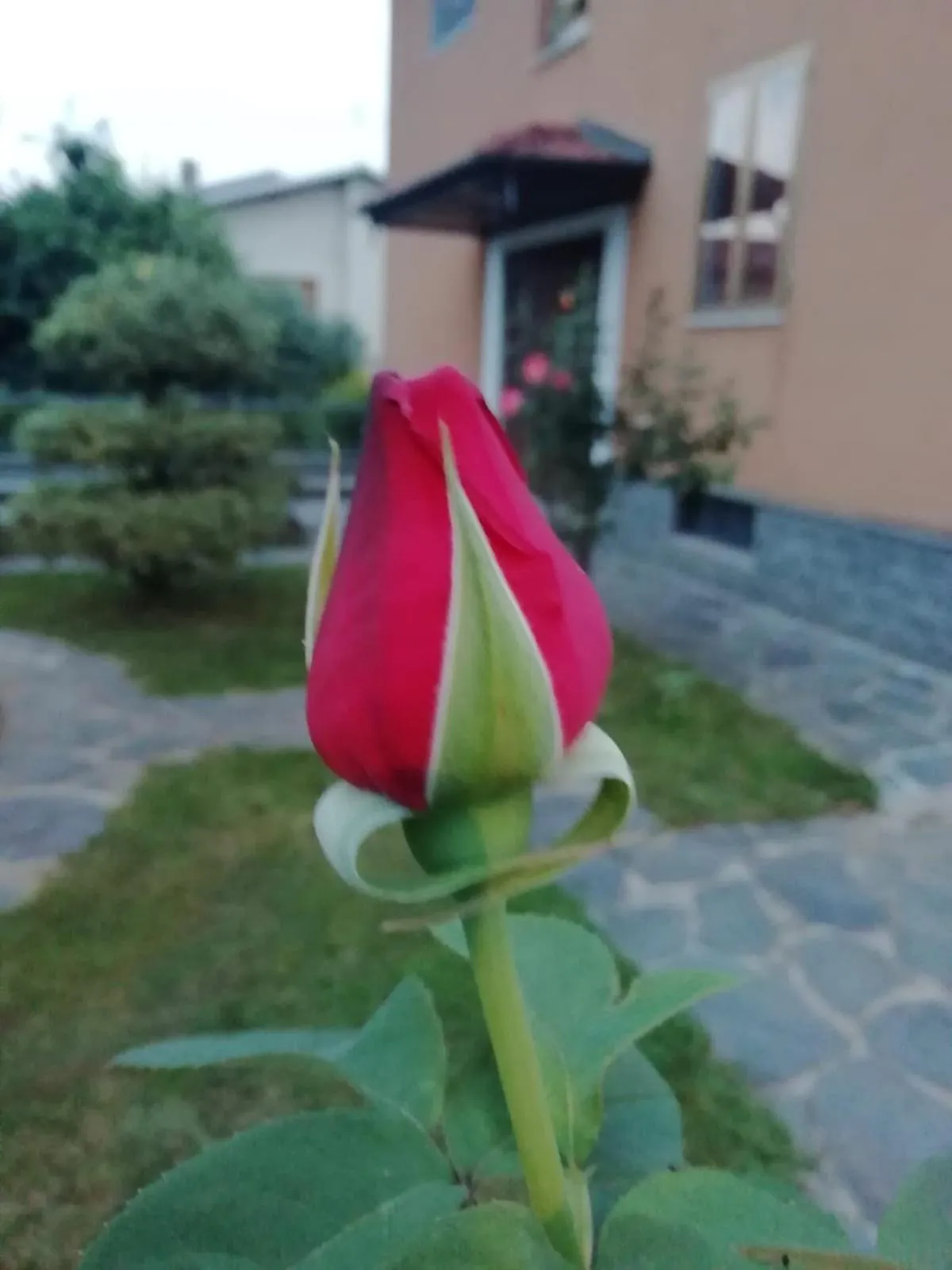 Garden in Villa Luisa B&B