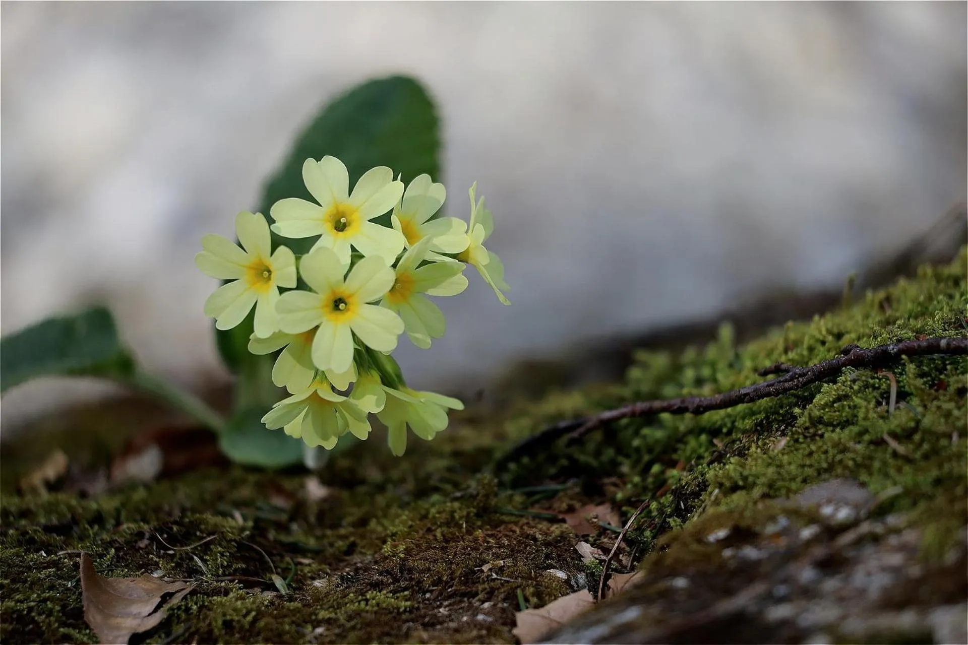 Property building in B&B Ambrosia