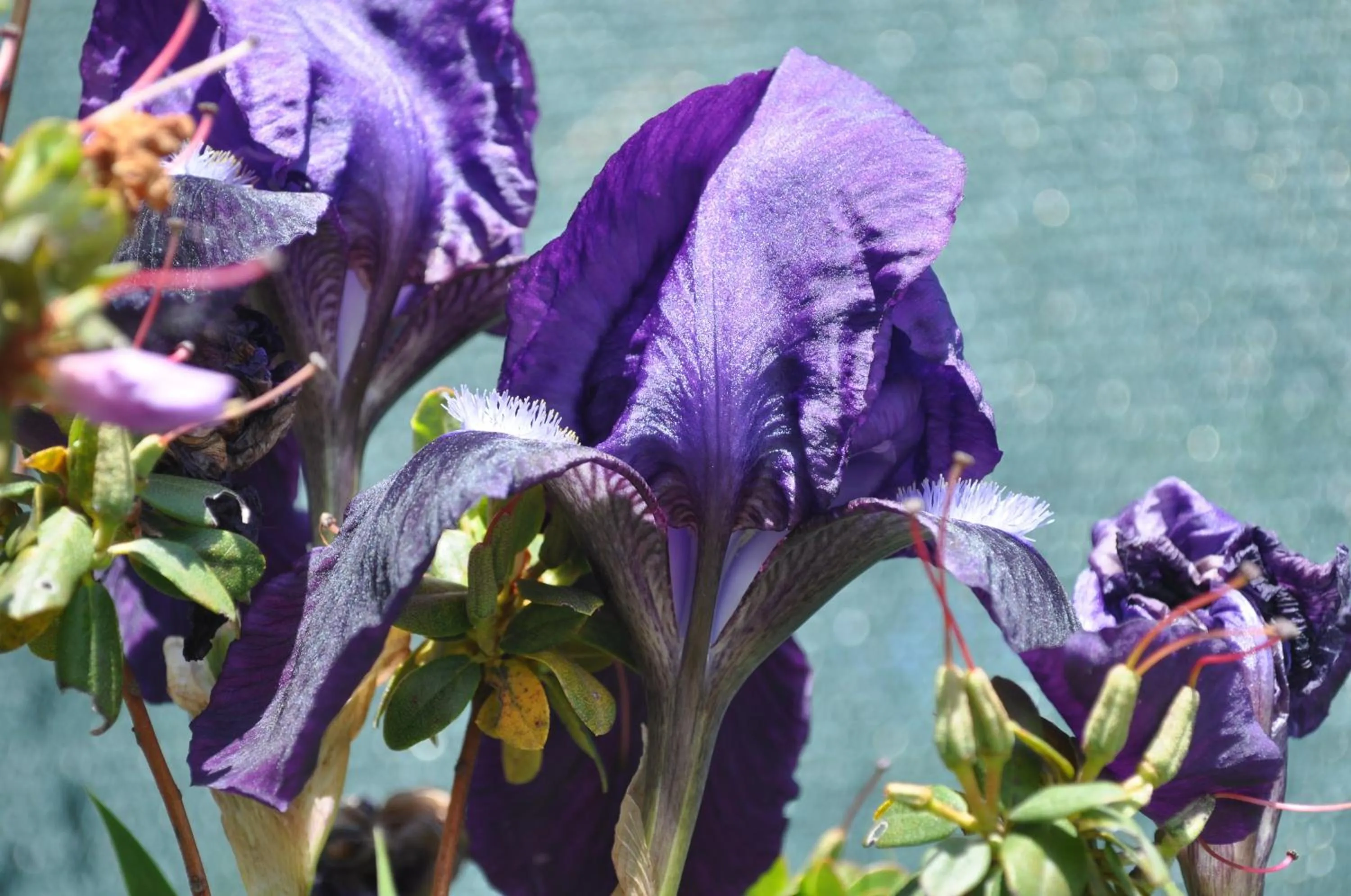 Spring in B&B Ambrosia