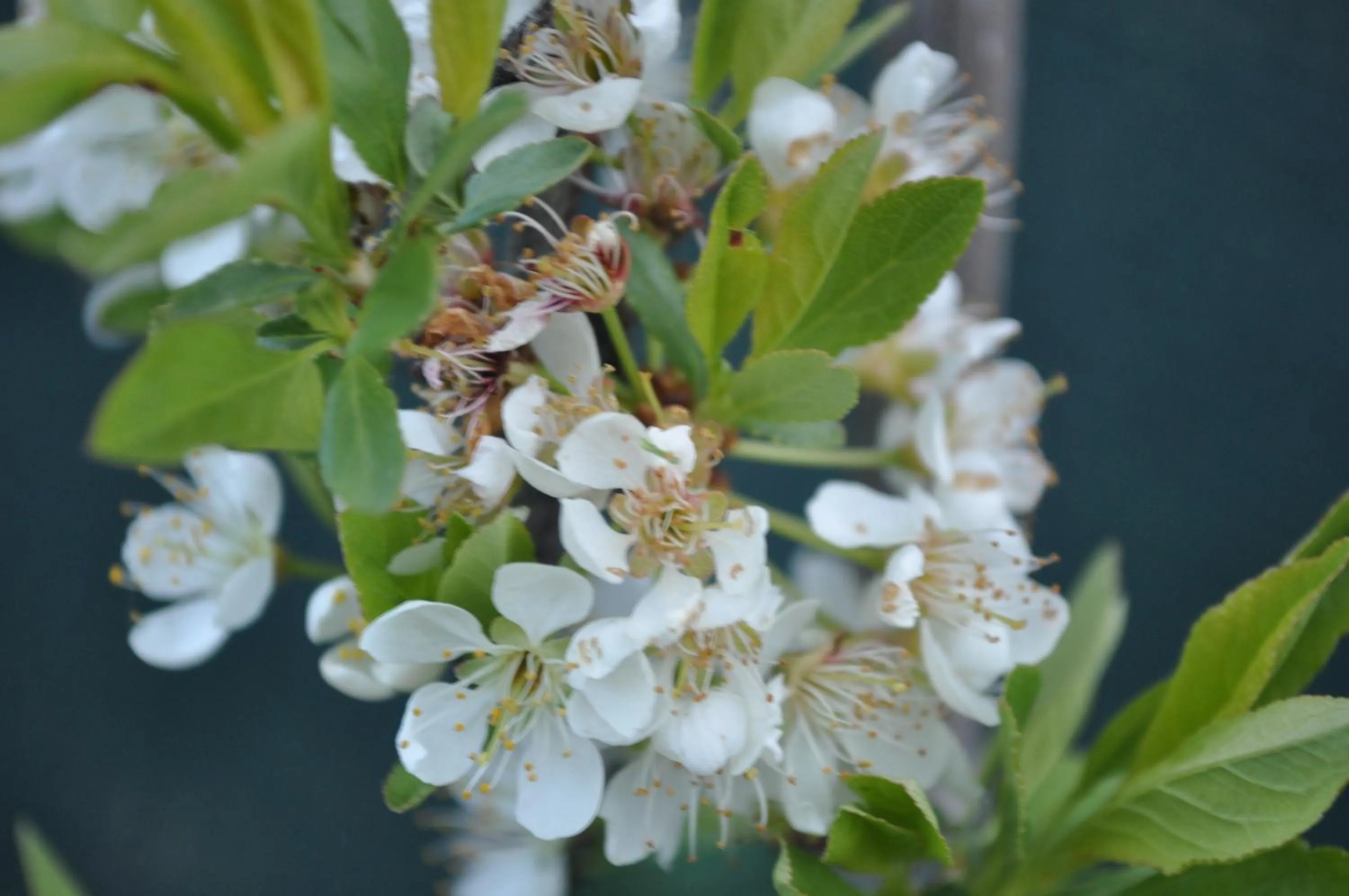 Spring in B&B Ambrosia
