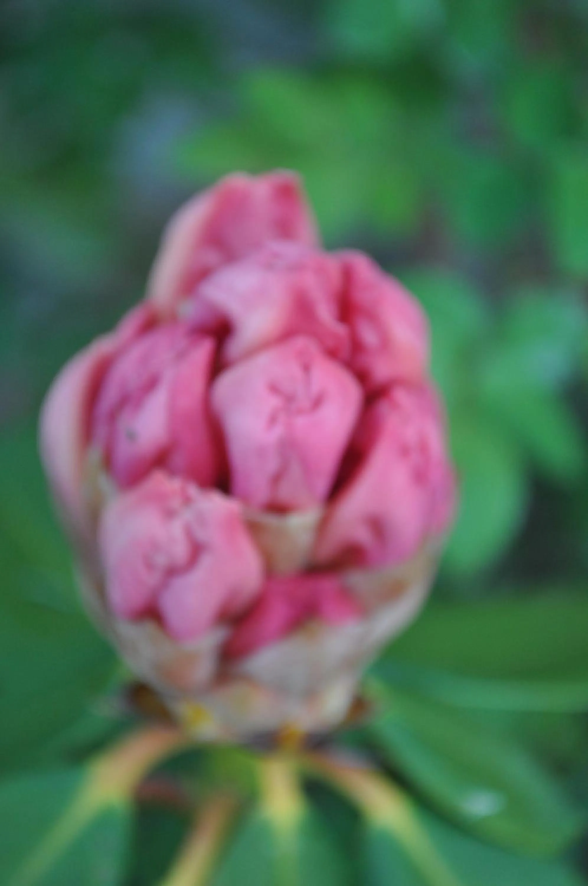 Spring in B&B Ambrosia