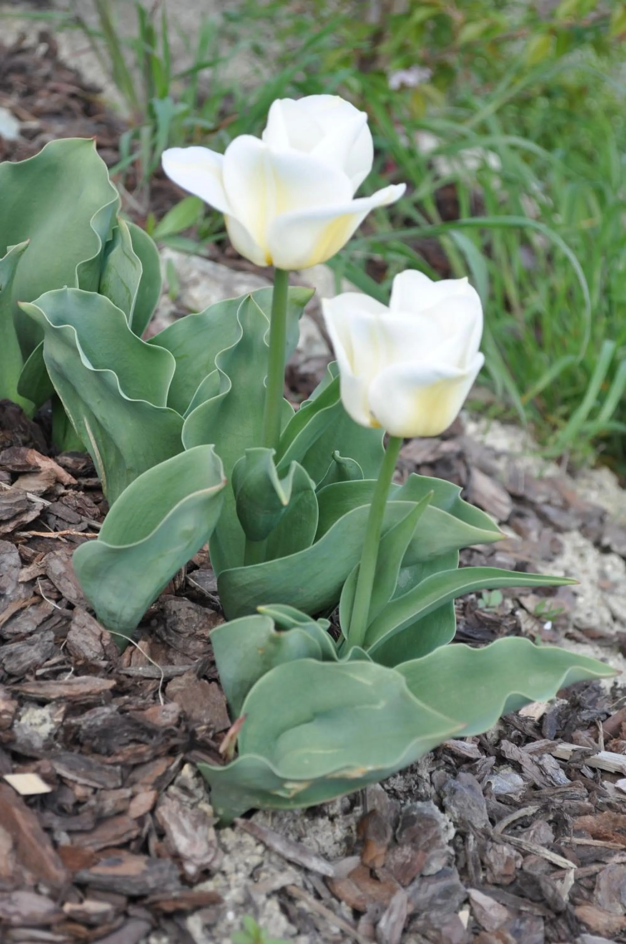 Garden in B&B Ambrosia