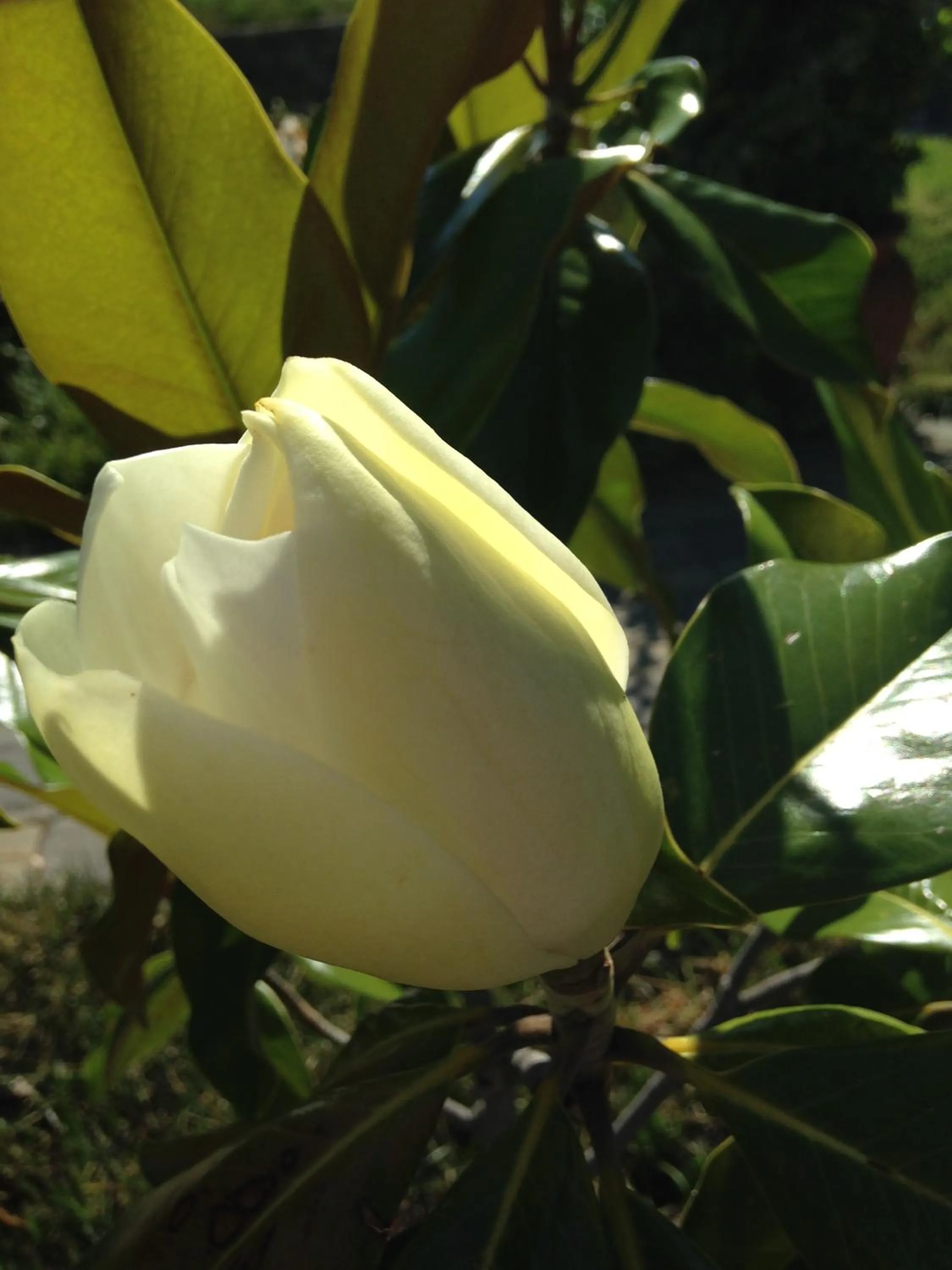 Garden in B&B Ambrosia