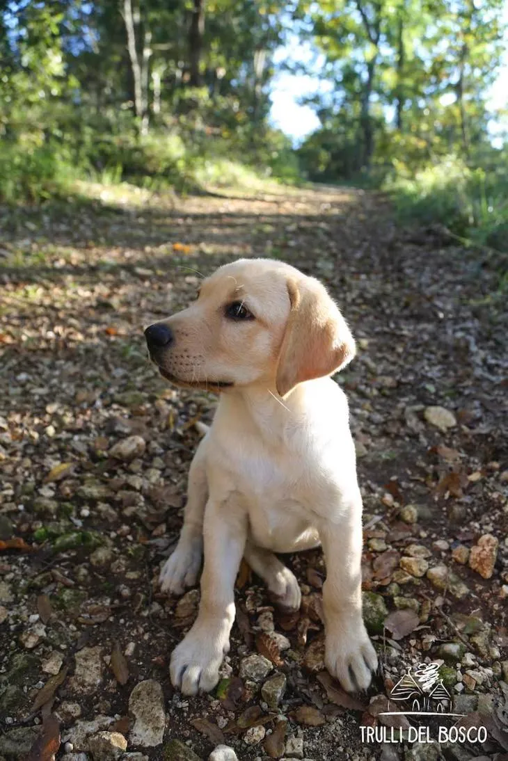 Pets in Trulli Del Bosco
