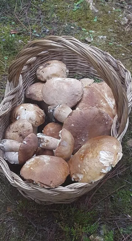 Bed And Breakfast Belvedere