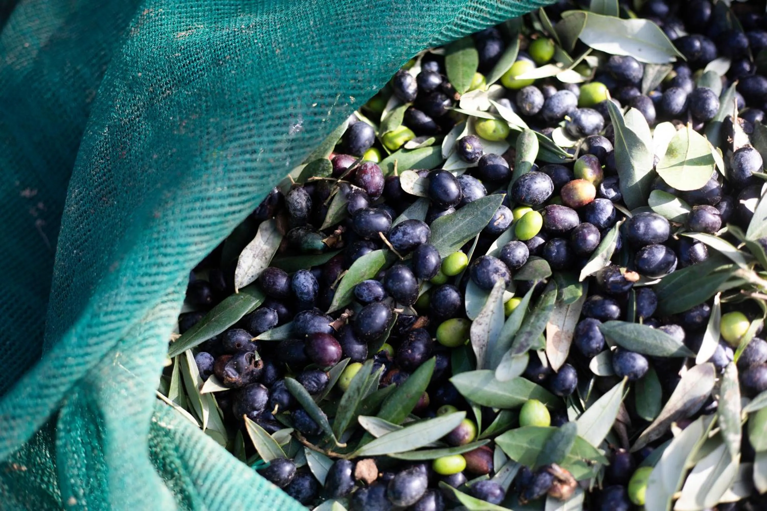 Garden in Country Hotel Residence Da Pilade