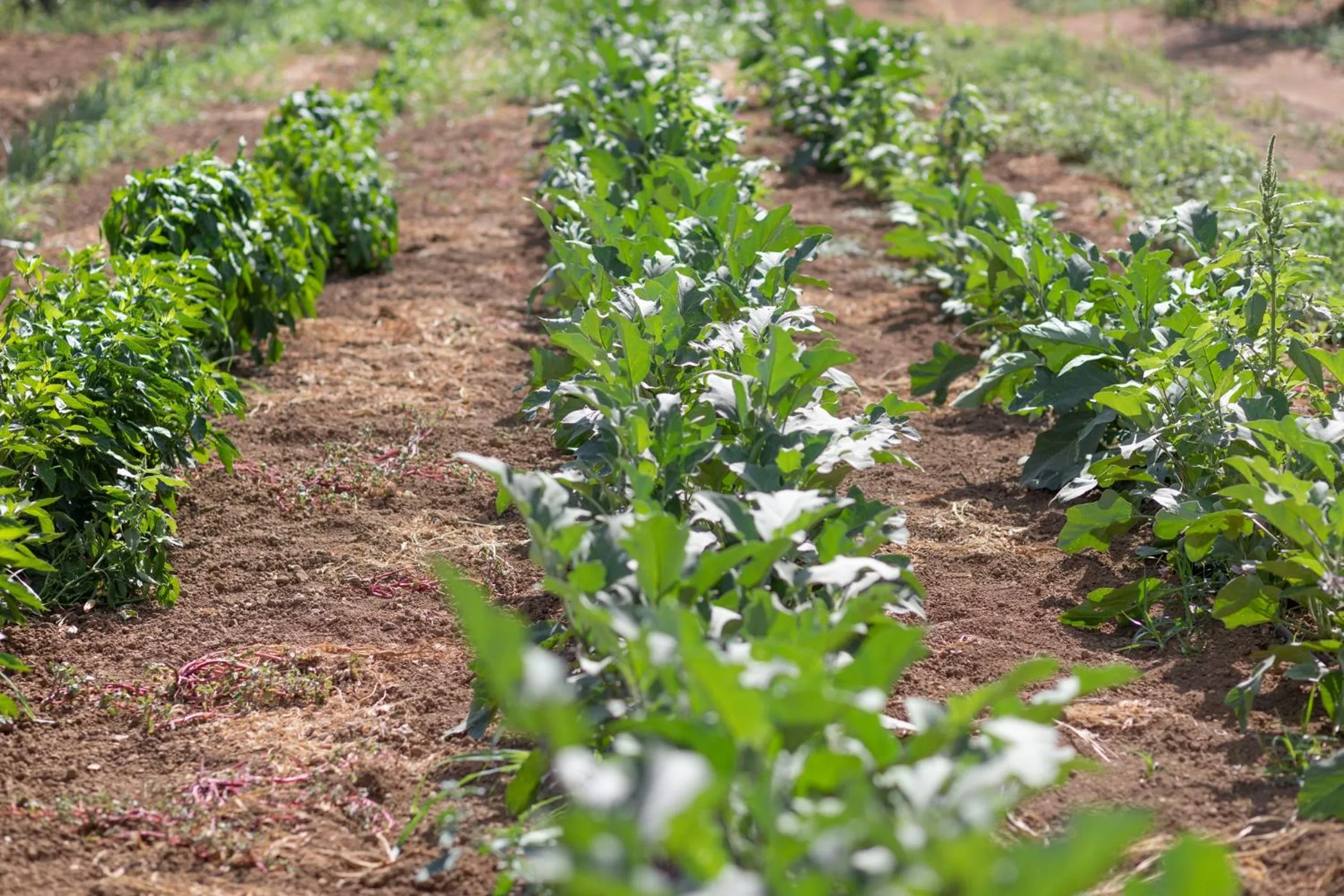 Natural landscape in Country Hotel Residence Da Pilade