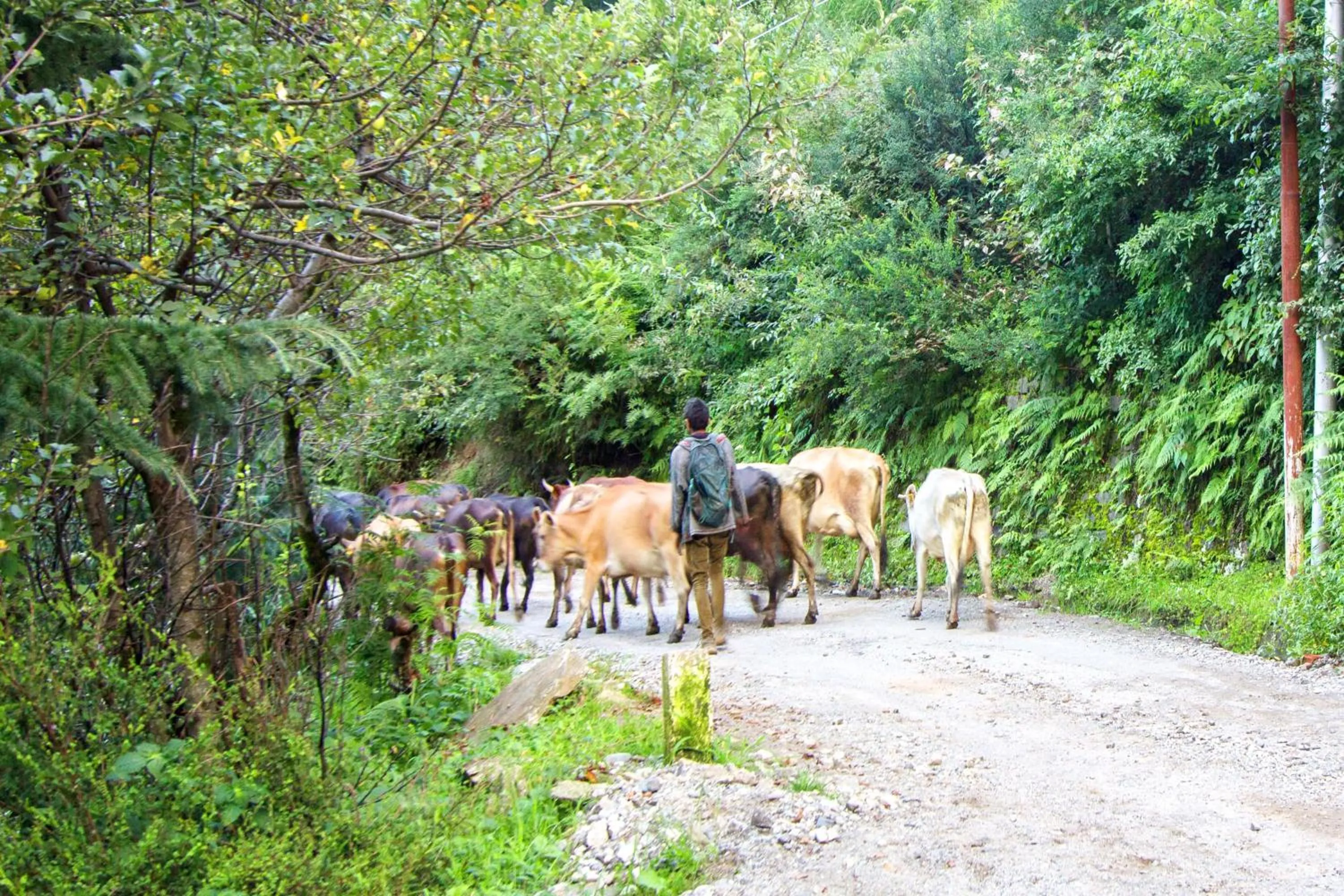 People in Baan by Snow City Farm