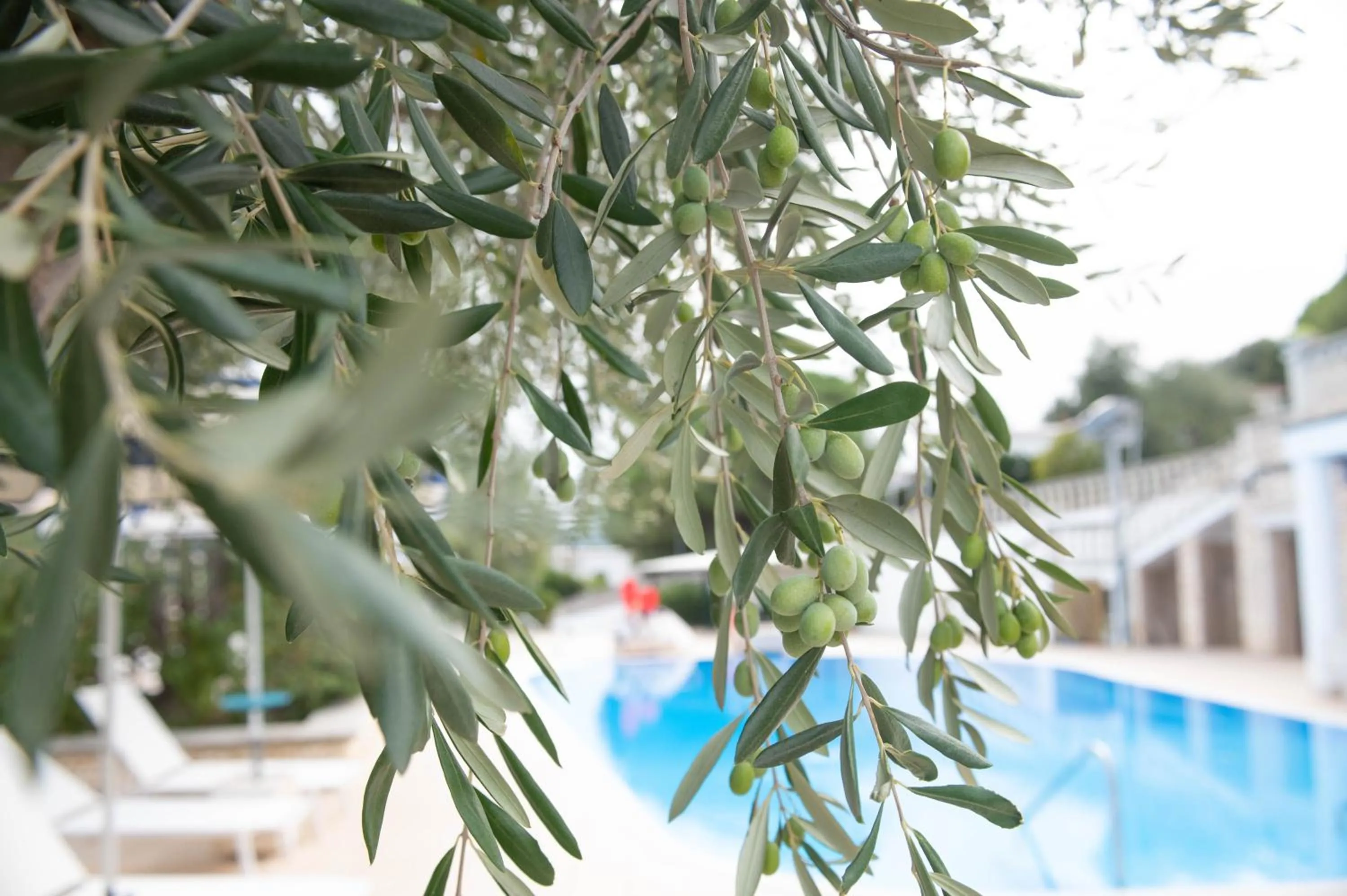 Swimming pool in Residence Il Falco