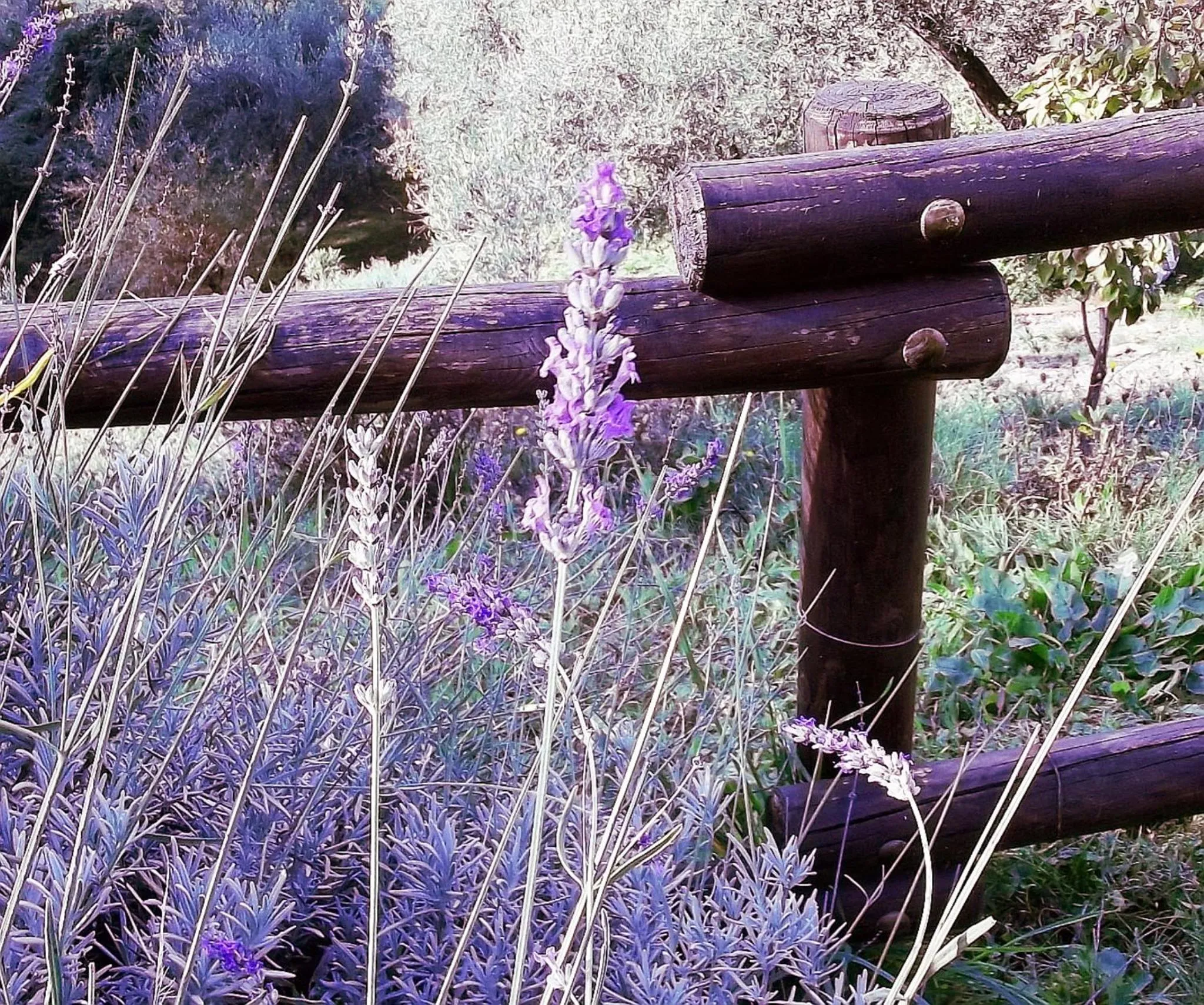 View (from property/room) in Luce Stellata
