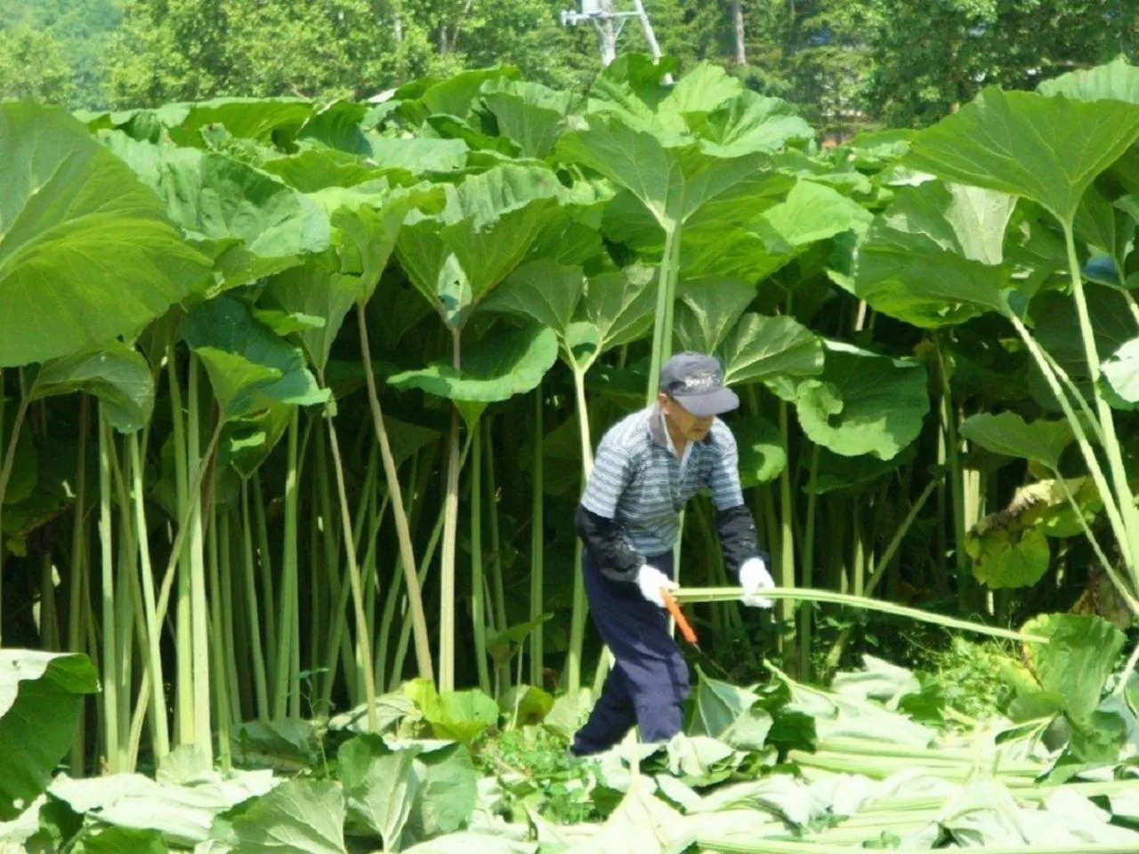 Natural landscape in Hotel REUS Ashoro