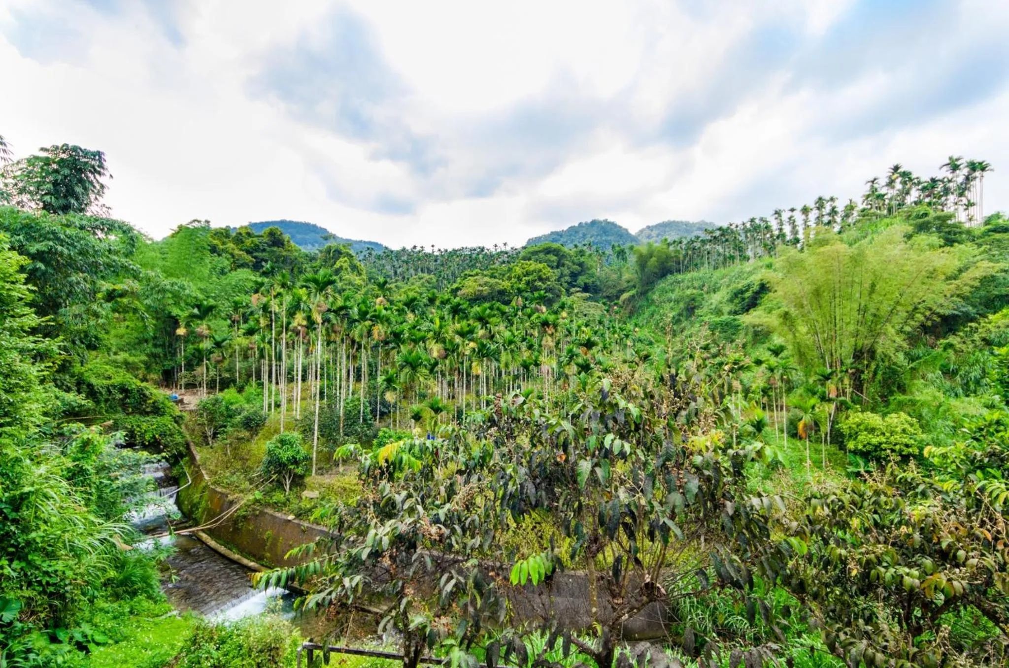 Garden view in Butchard Villas
