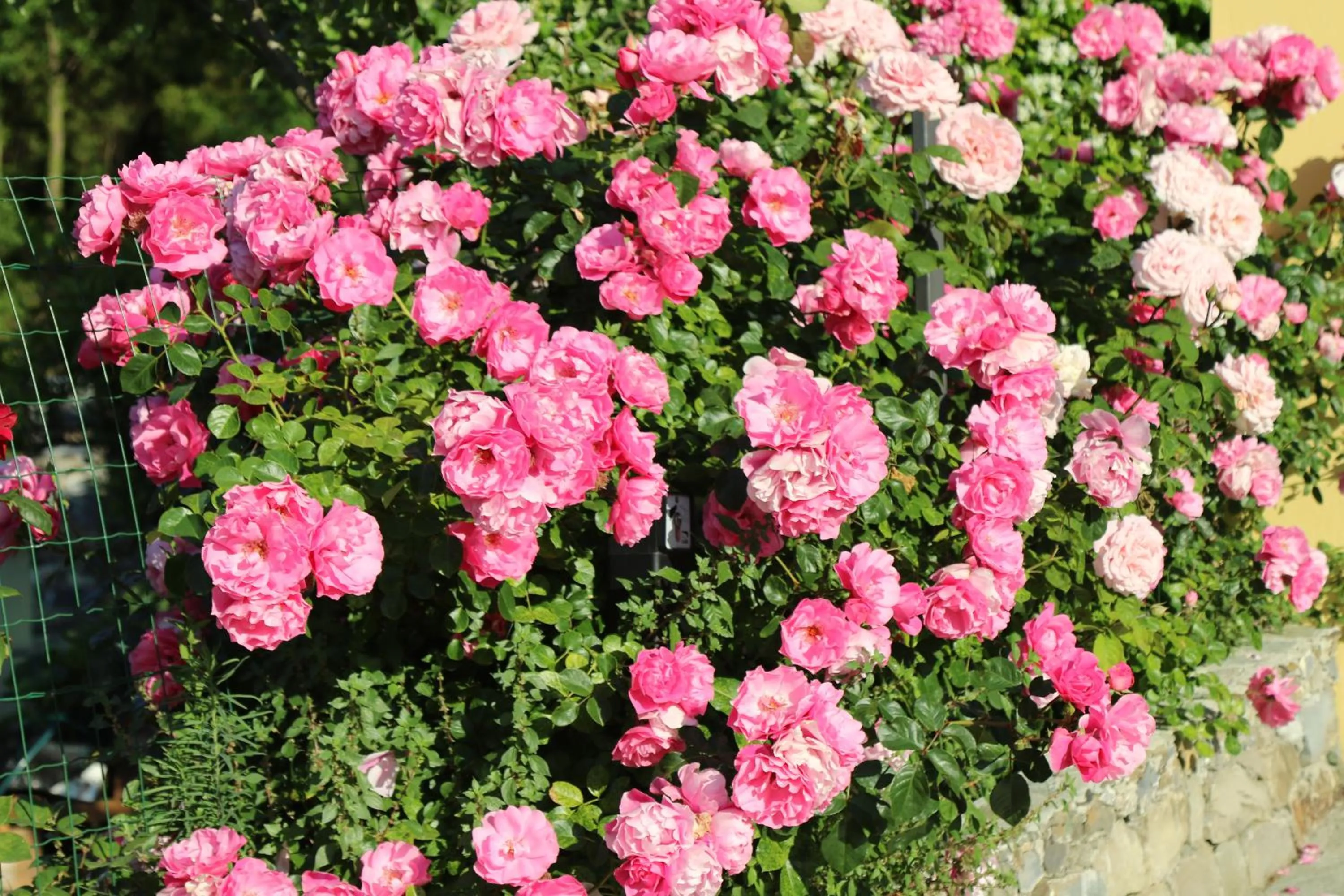 Garden in Cà de Pria
