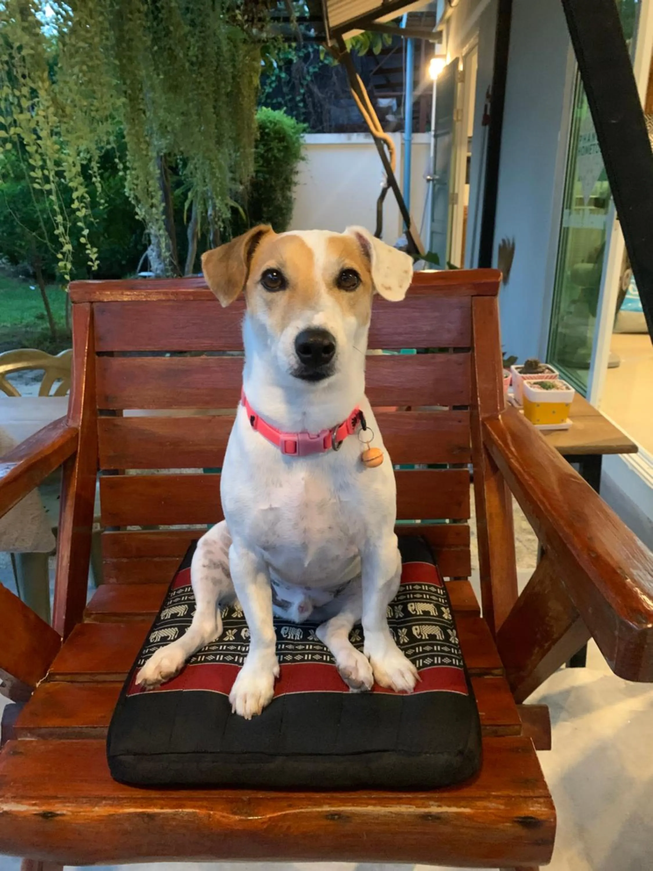 Pets in Phangan Hometown Resort - Adults Only