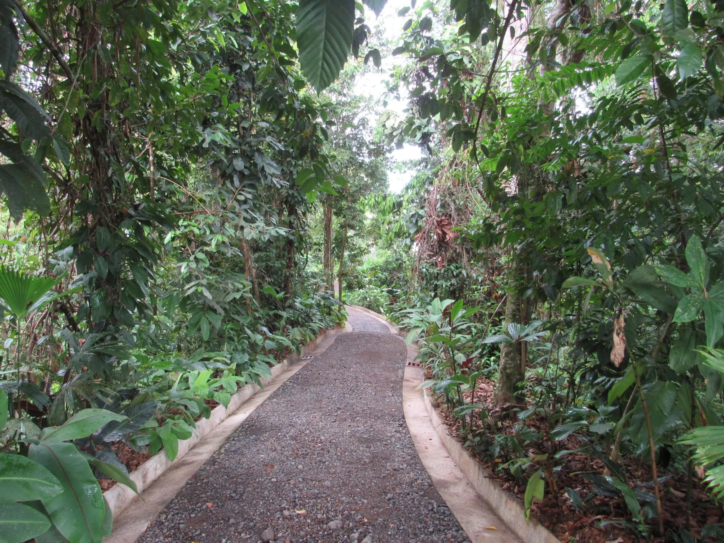 Natural landscape in Drake Bay Greenleaf