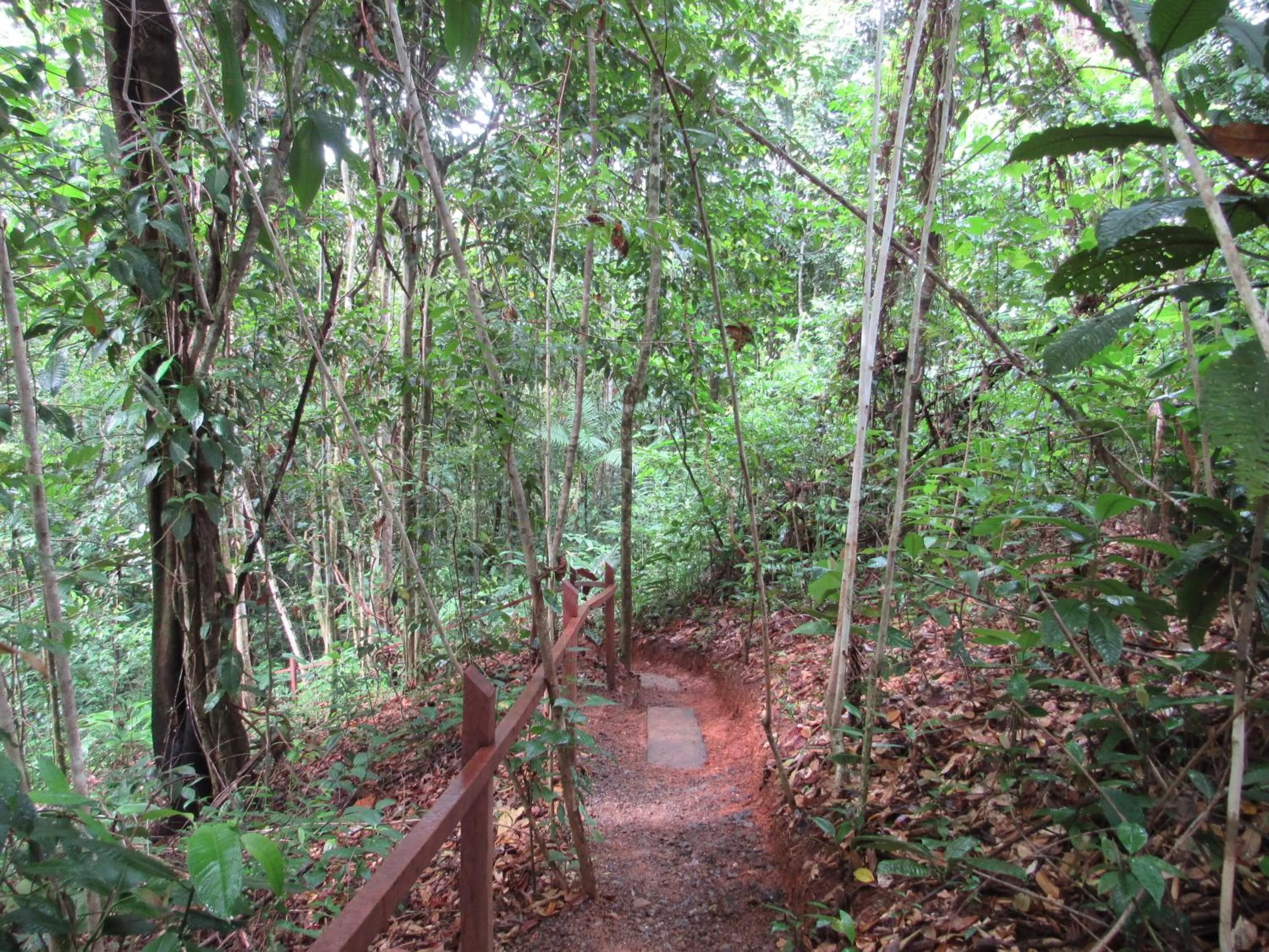 Natural landscape in Drake Bay Greenleaf