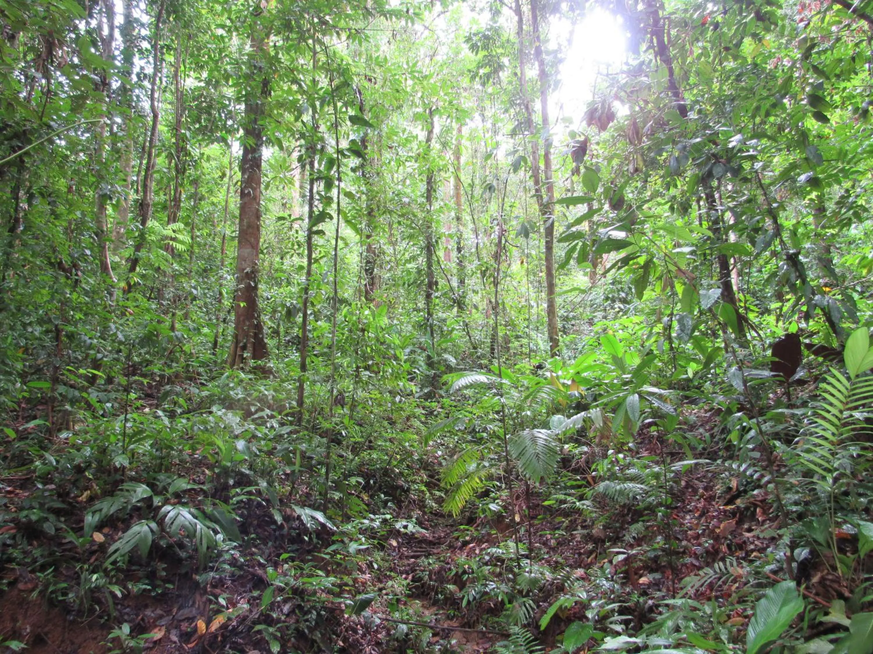 Natural landscape in Drake Bay Greenleaf