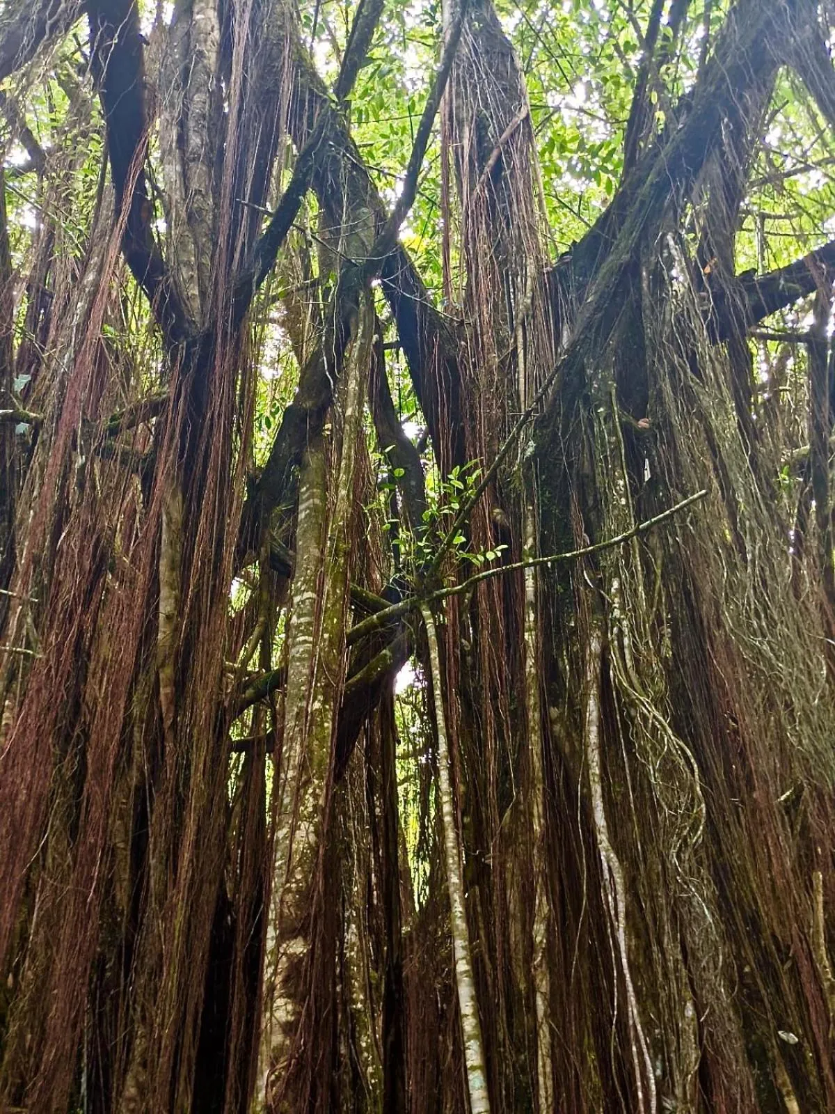 Natural landscape in Unwind on Your Fantasy Hawaiian Vacation- 1BD/1BA Condo in Kailua-Kona, Hawaii