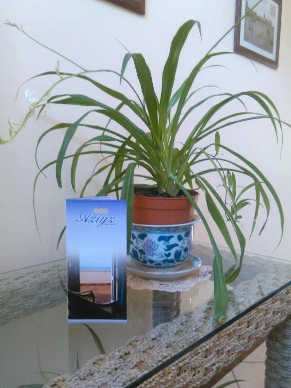 Decorative detail in Aziyz Camere