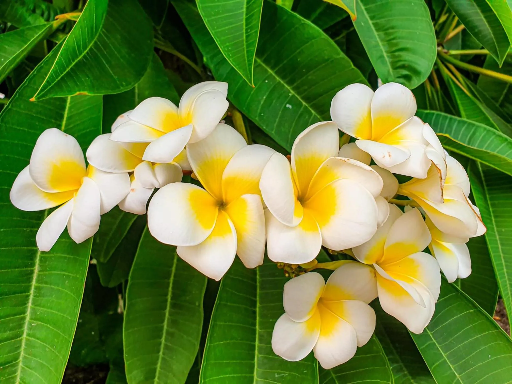 Garden view in Hotel Arcangelo - Salina