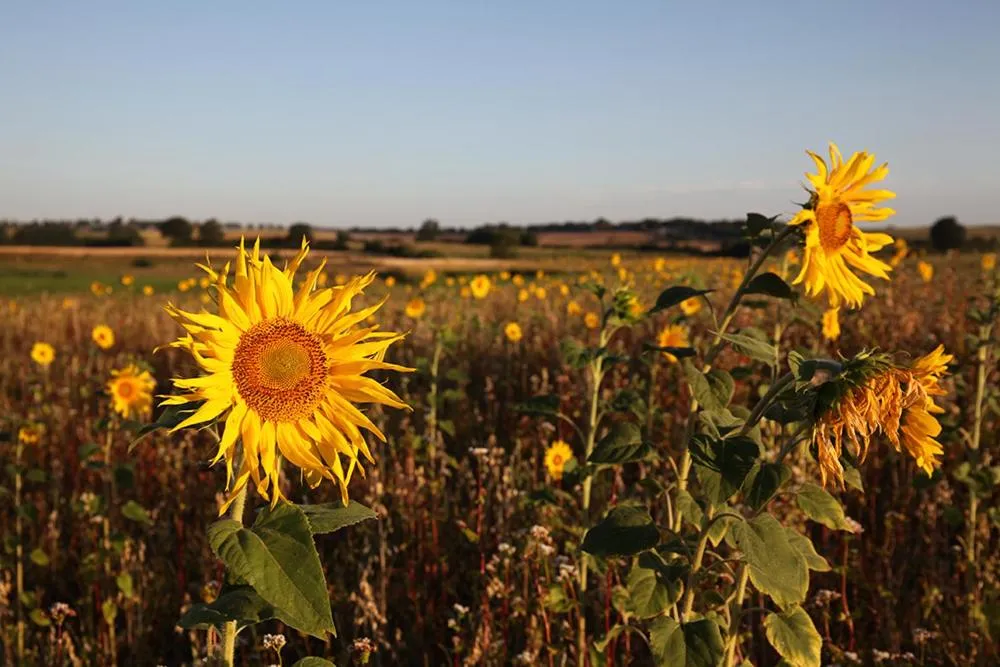 Natural landscape in Antik-Hof Bissee