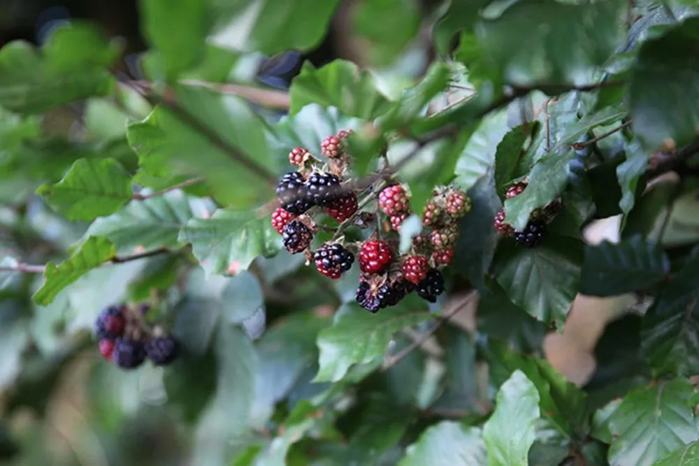 Natural landscape in Antik-Hof Bissee