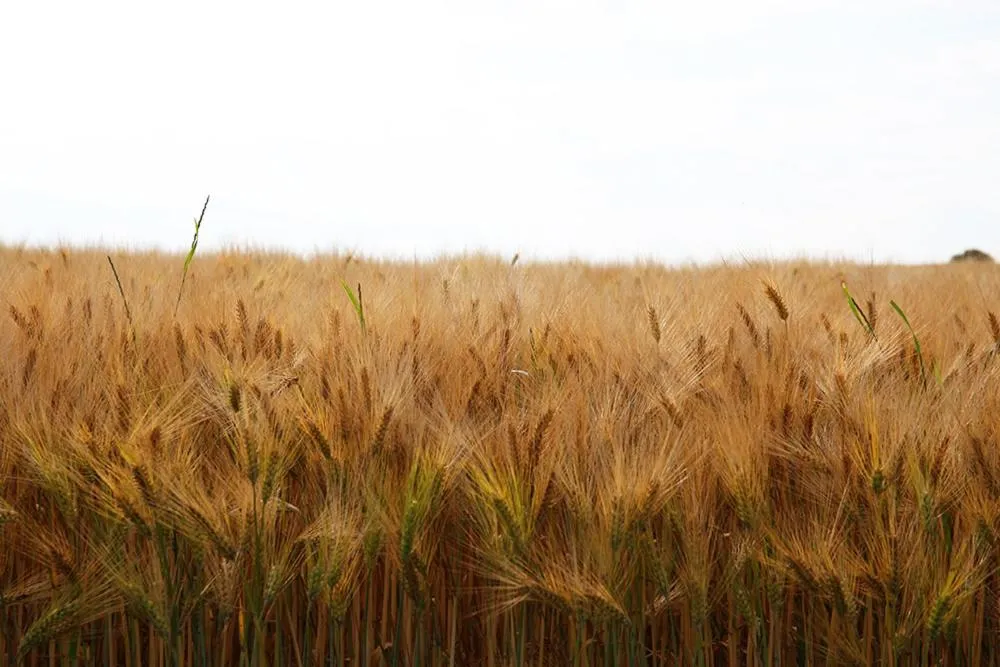 Natural landscape in Antik-Hof Bissee