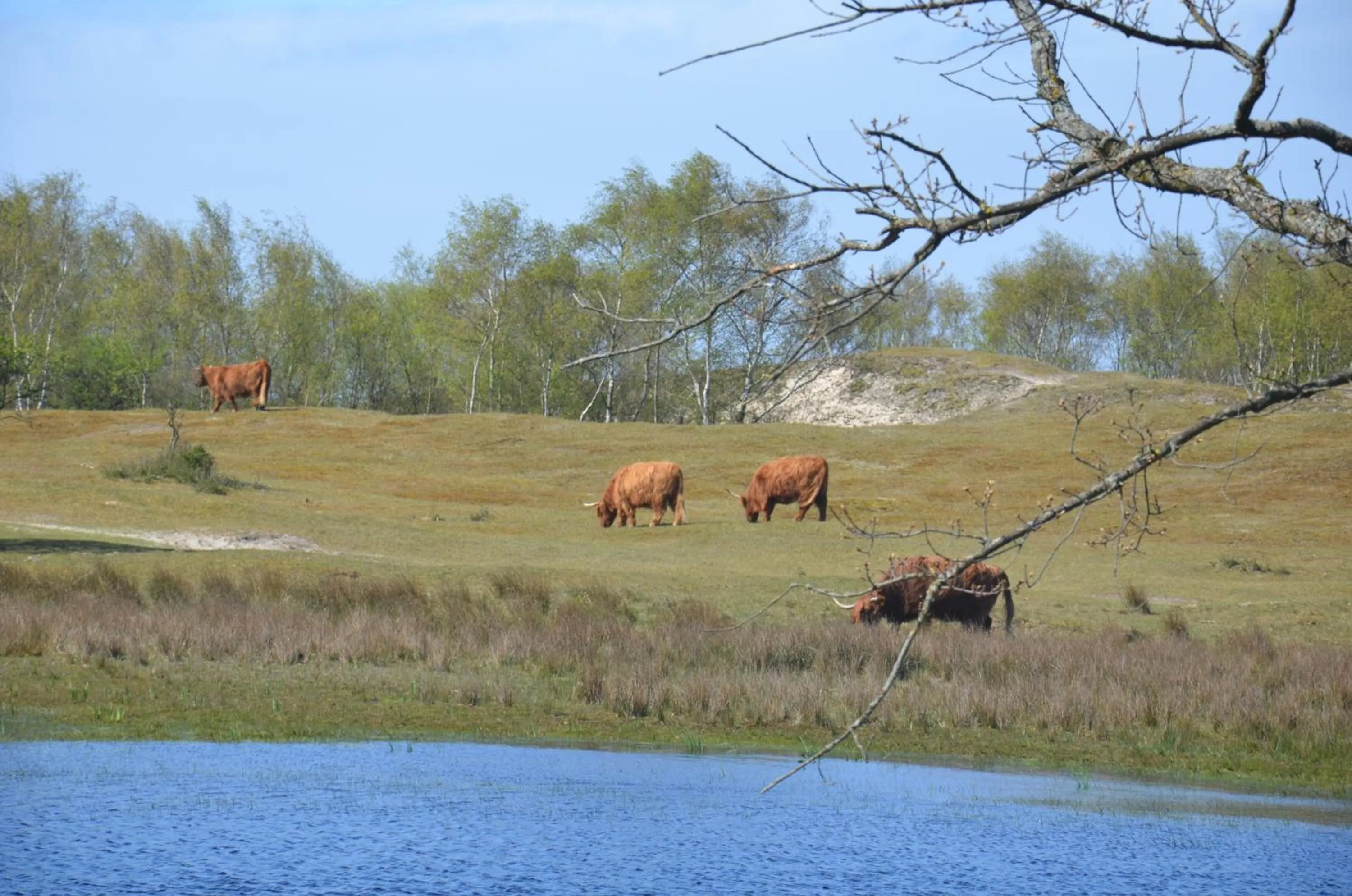 Natural landscape in B&B Onder de Molen