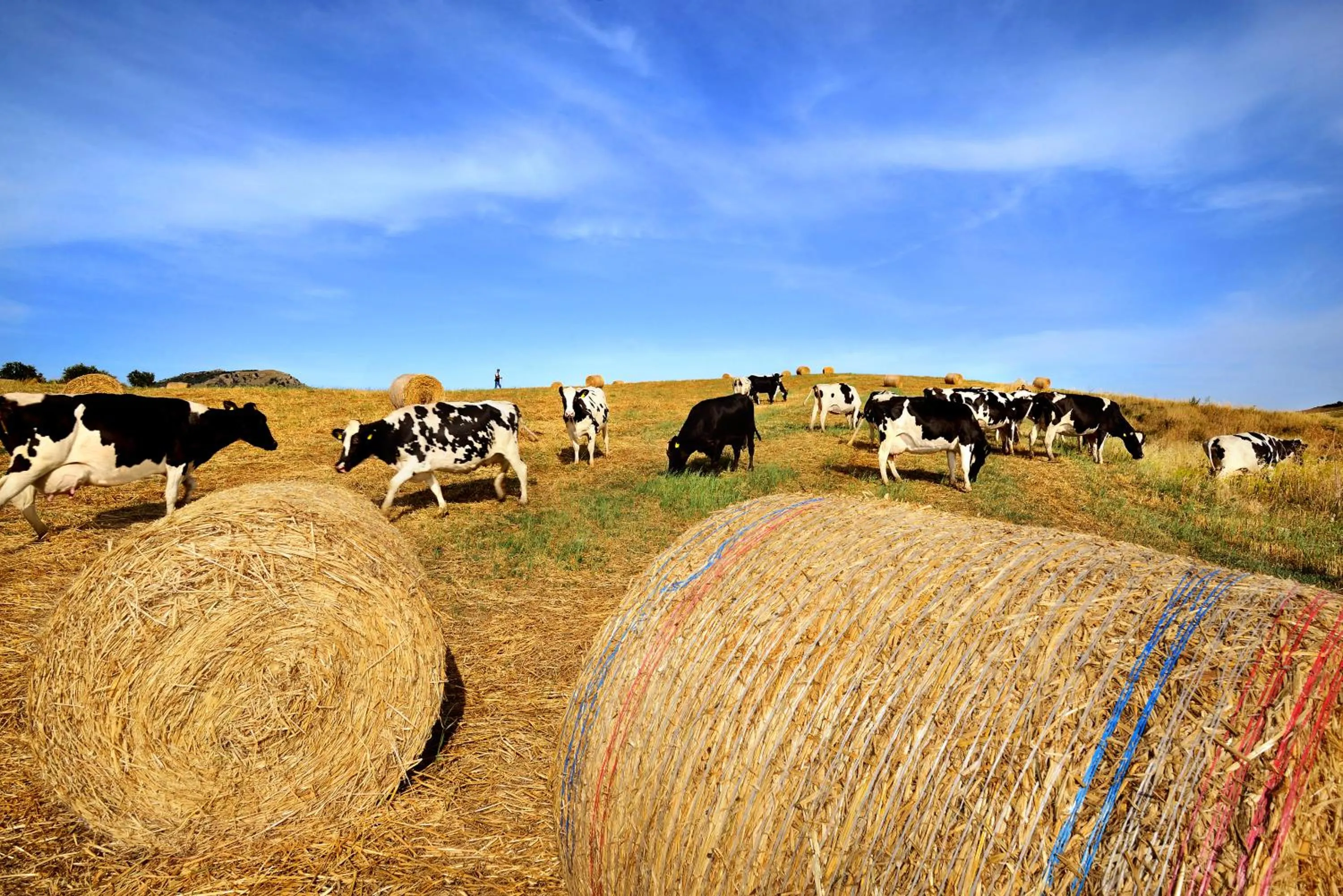 Animals in Villa Dafne