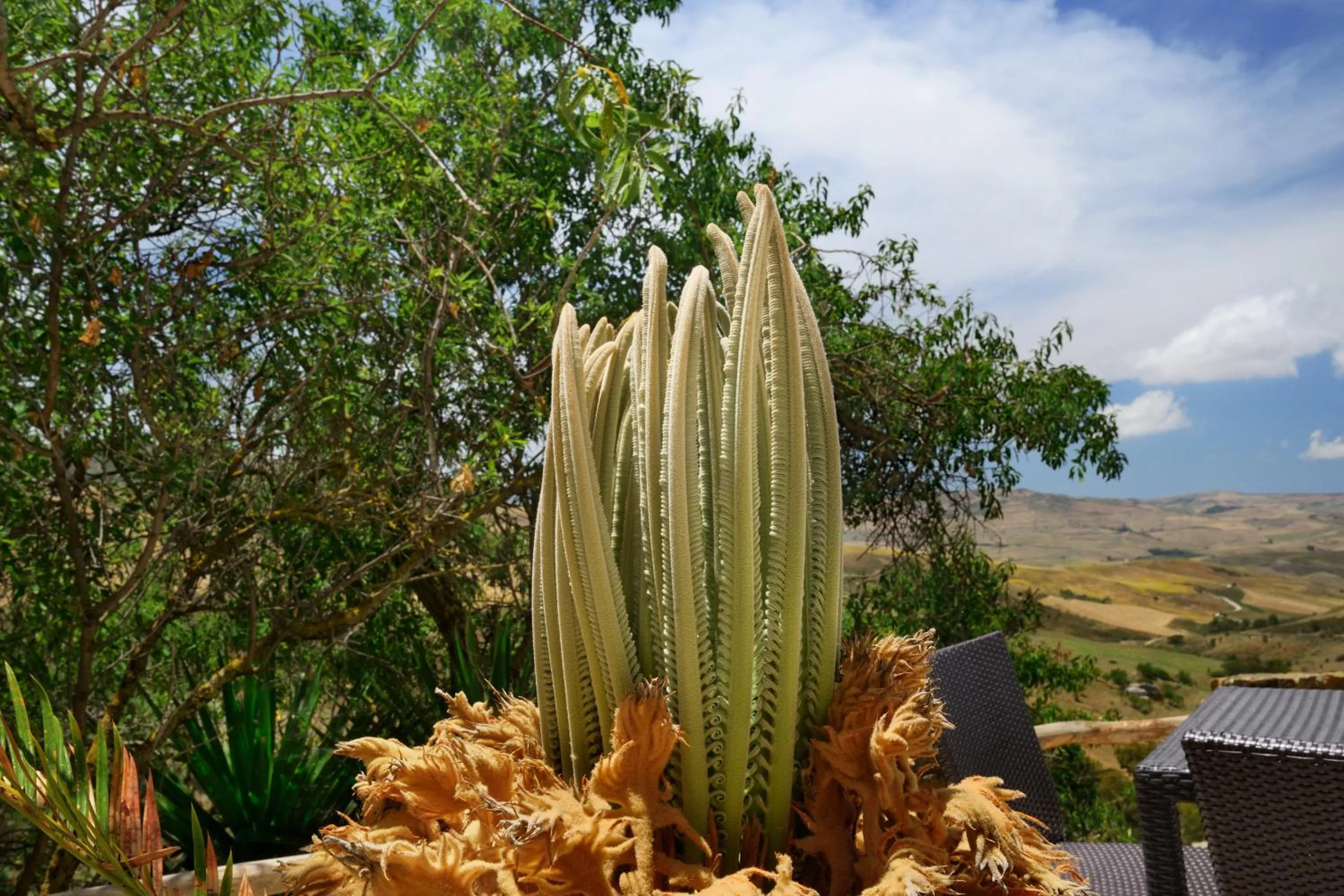 Garden in Villa Dafne