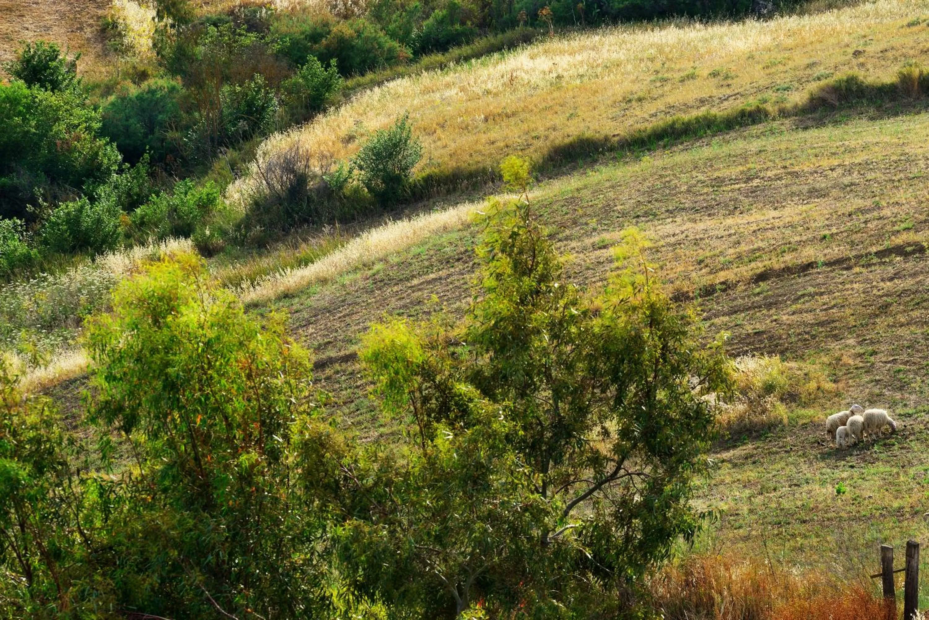 Garden in Villa Dafne