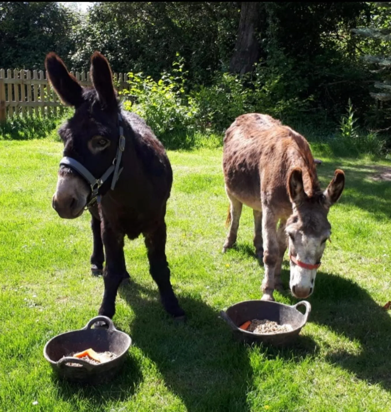 Pets in Meerkat Manor