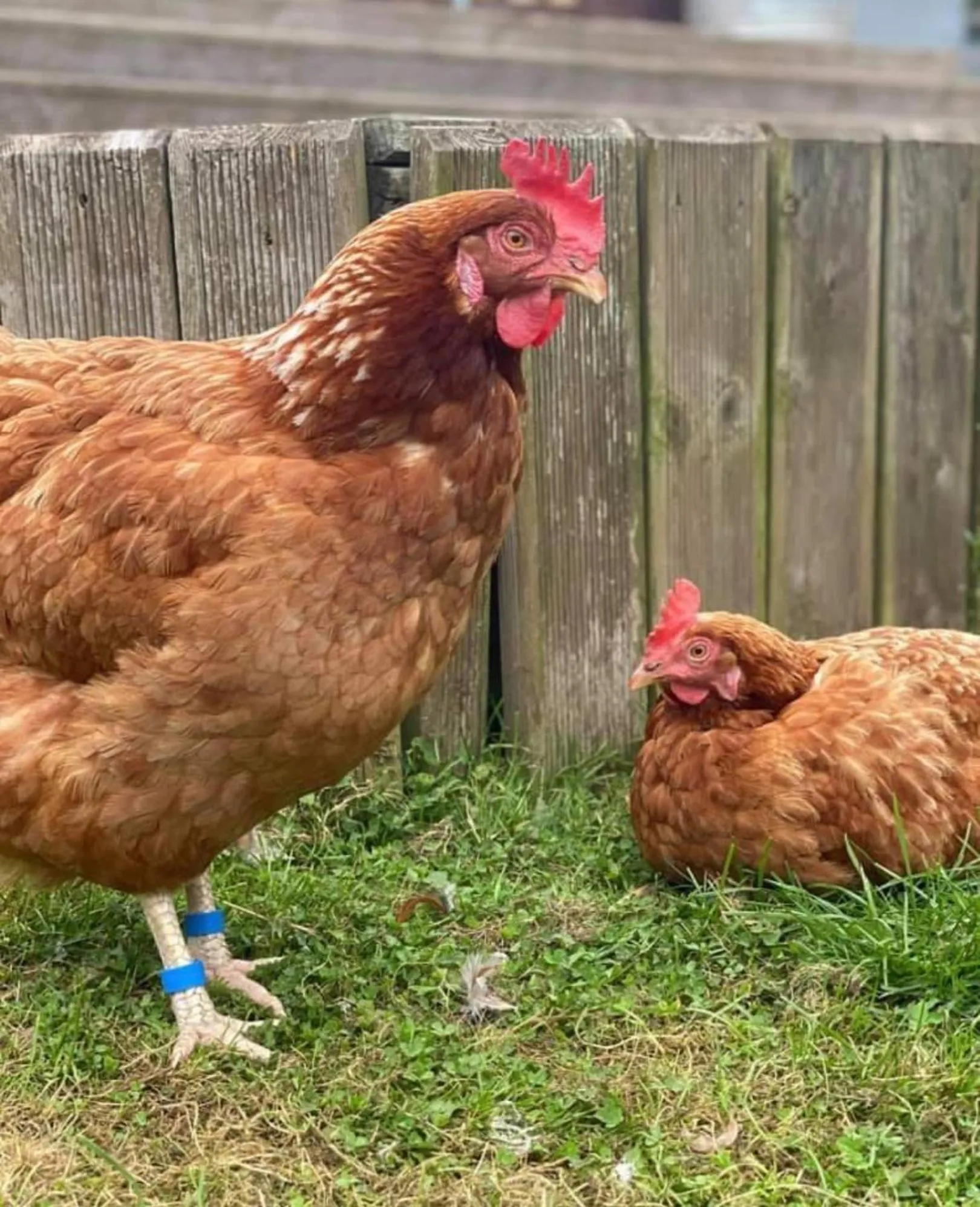 Animals in Meerkat Manor