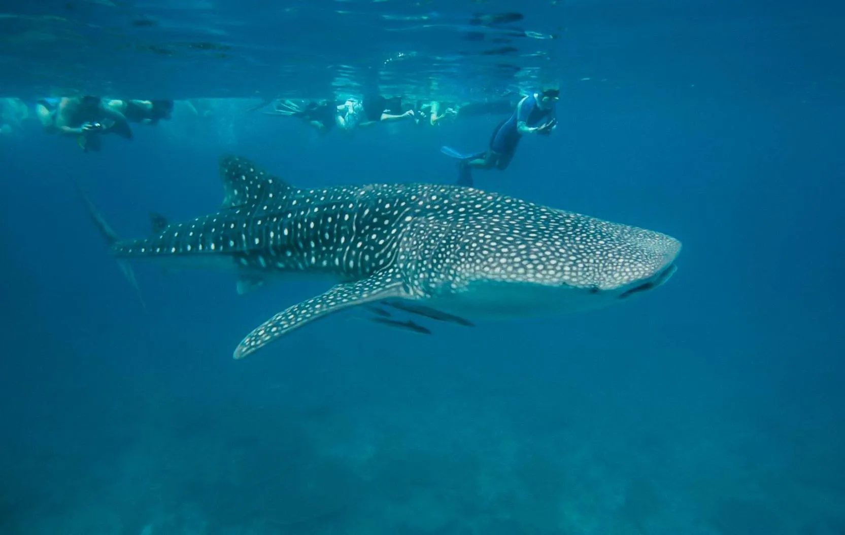 Activities in Lily Beach Resort and Spa - All Inclusive