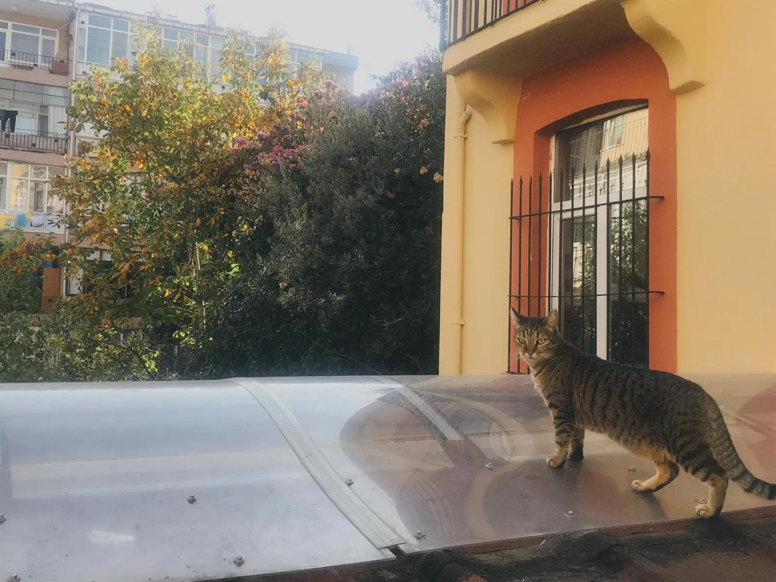 Garden in Kalkedon Hostel